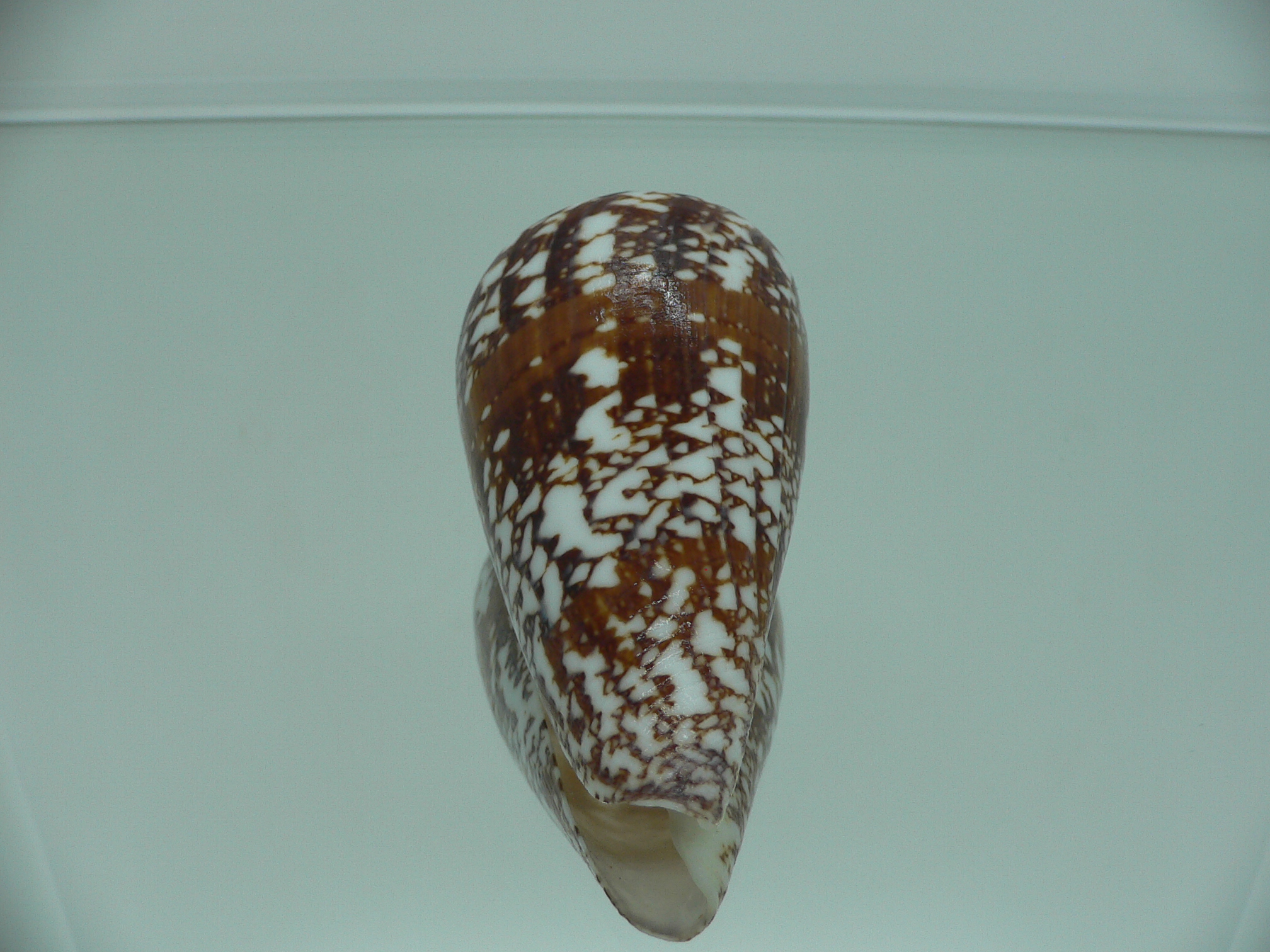 Conus amadis amadis MOTLEY