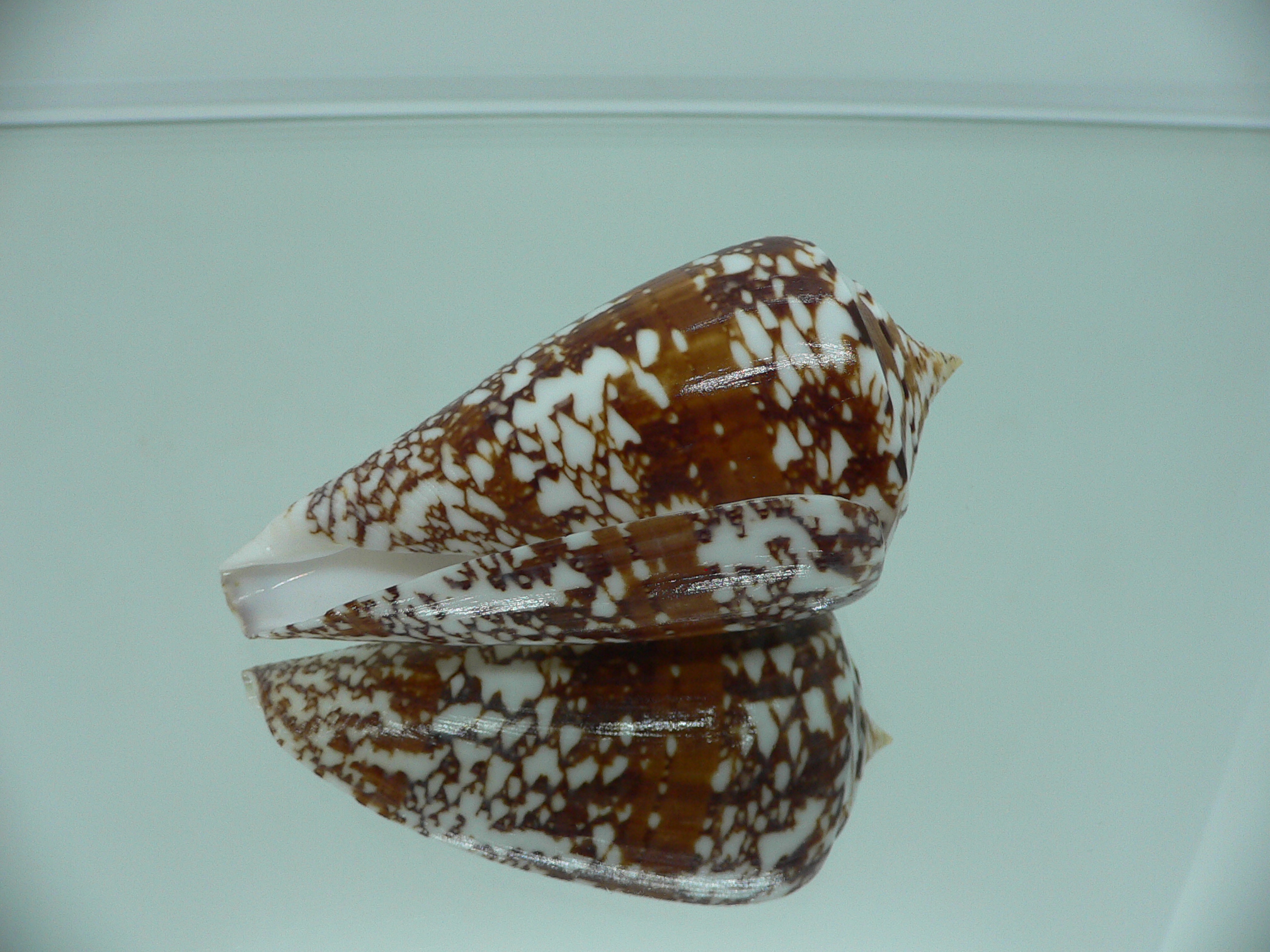 Conus amadis amadis MOTLEY