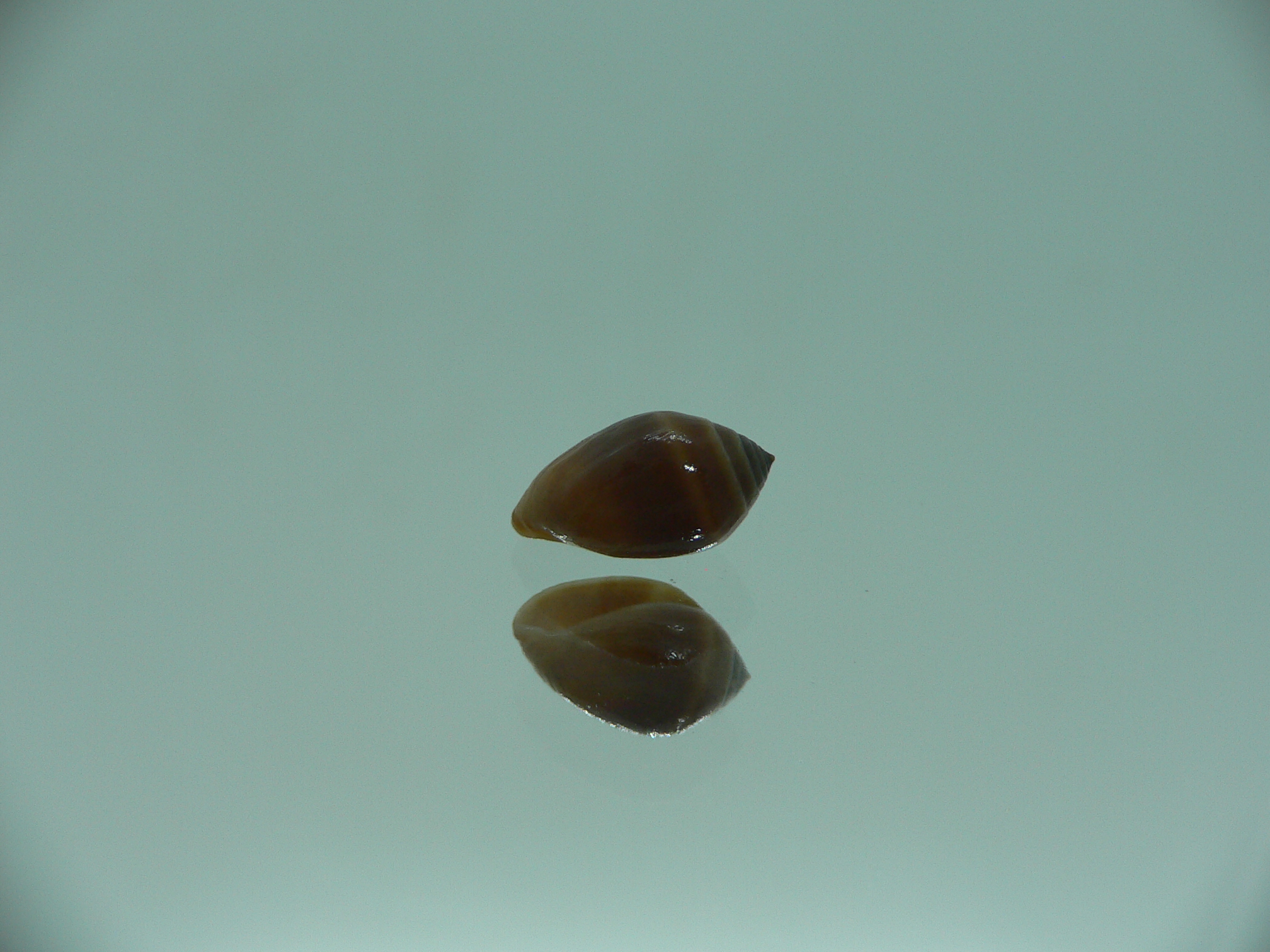 Melampus pascus GIANT & DARK