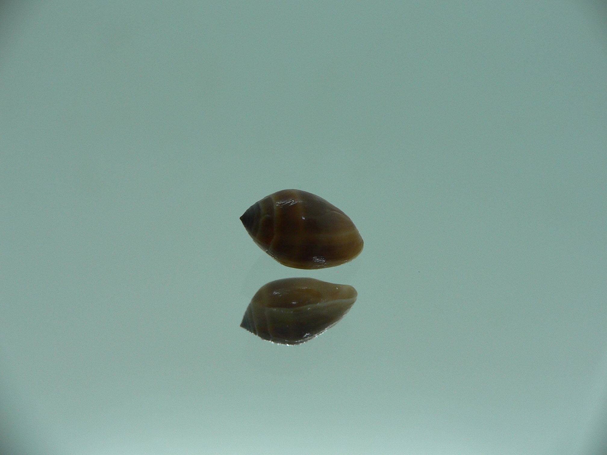 Melampus pascus GIANT & DARK