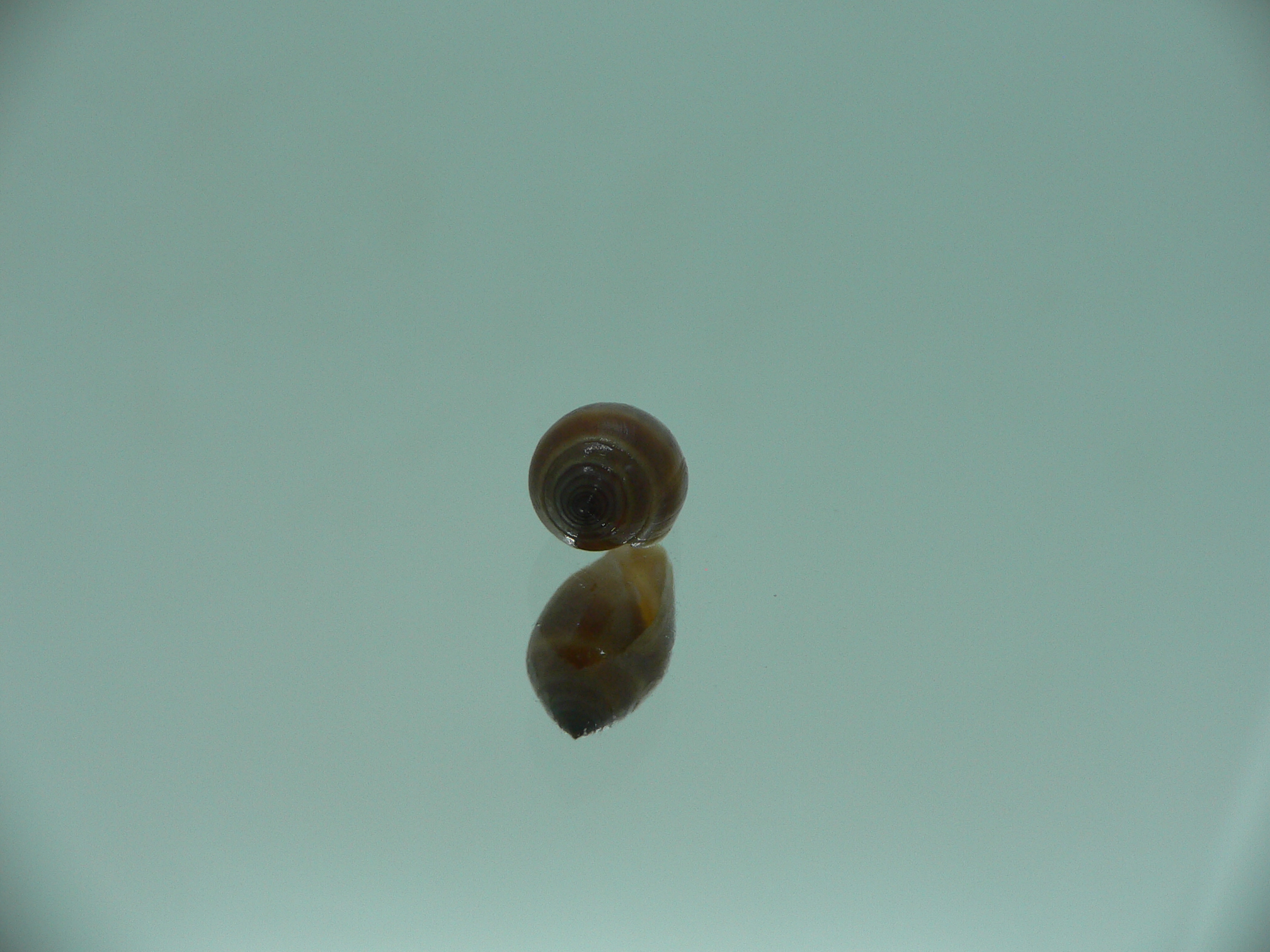 Melampus pascus GIANT & DARK