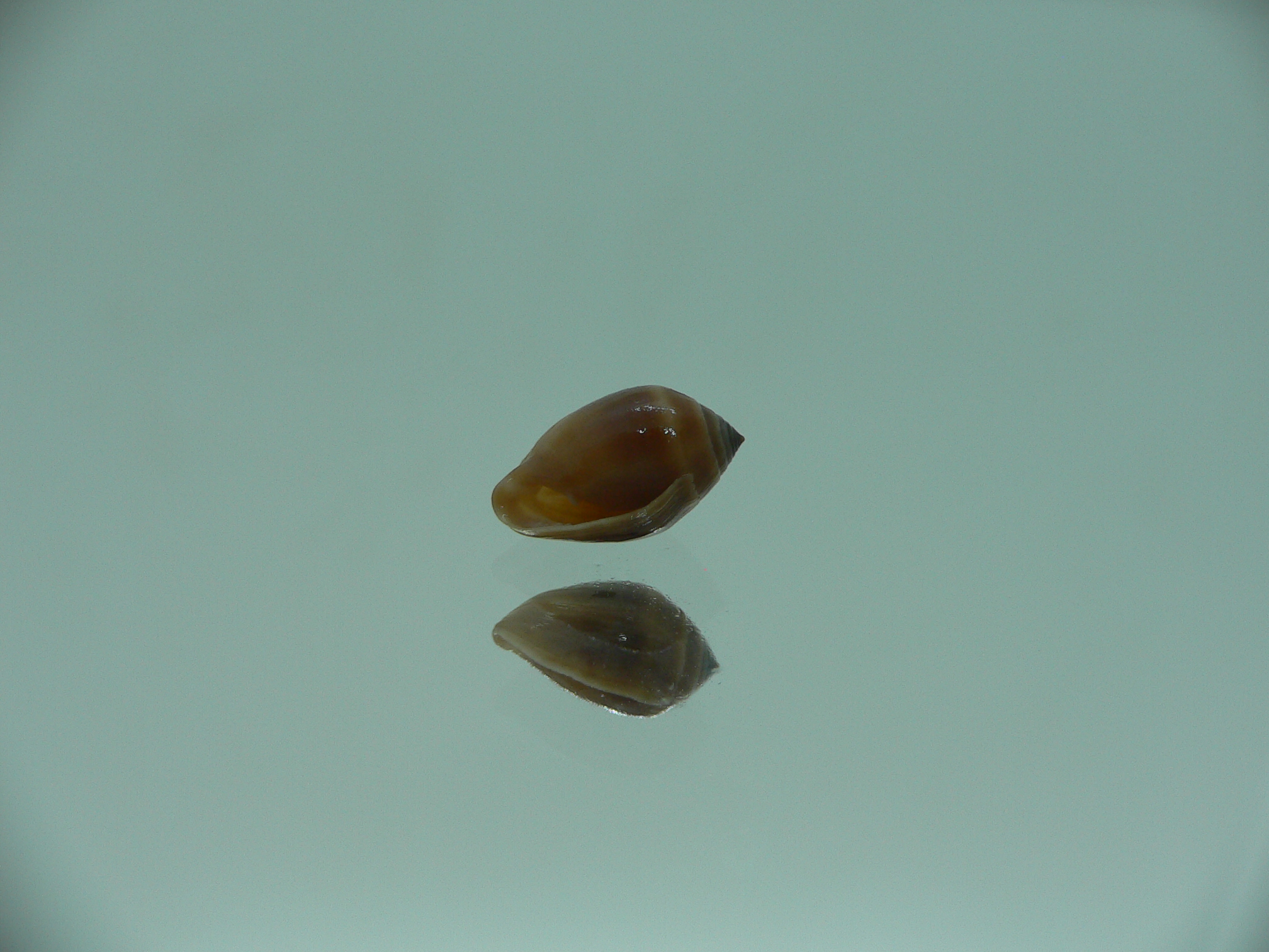 Melampus pascus GIANT & DARK