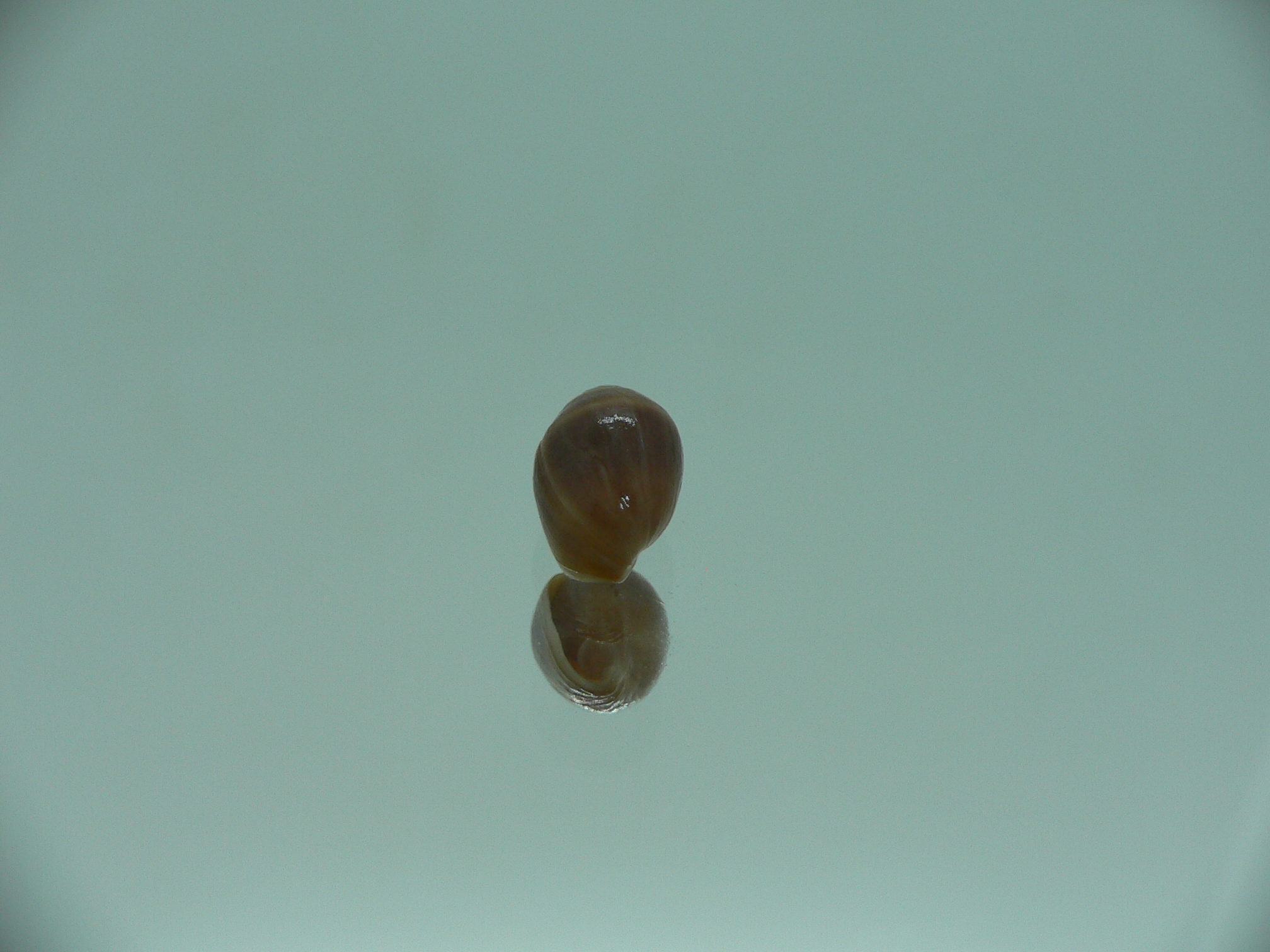 Melampus pascus GIANT & DARK