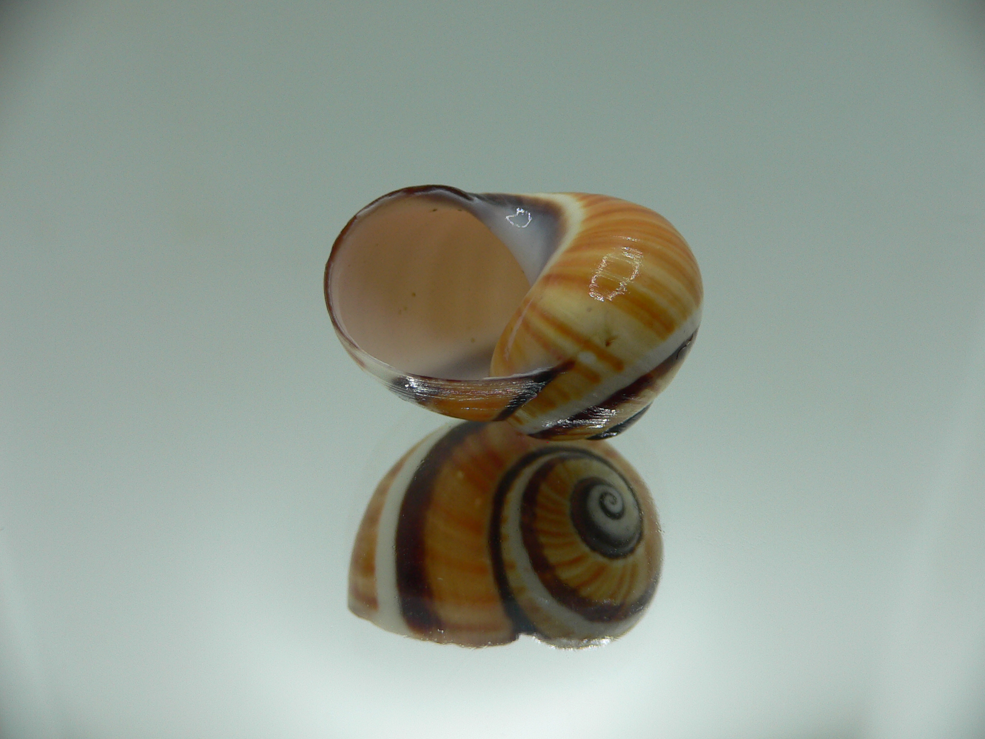 Polymita picta picta ENDEMIC