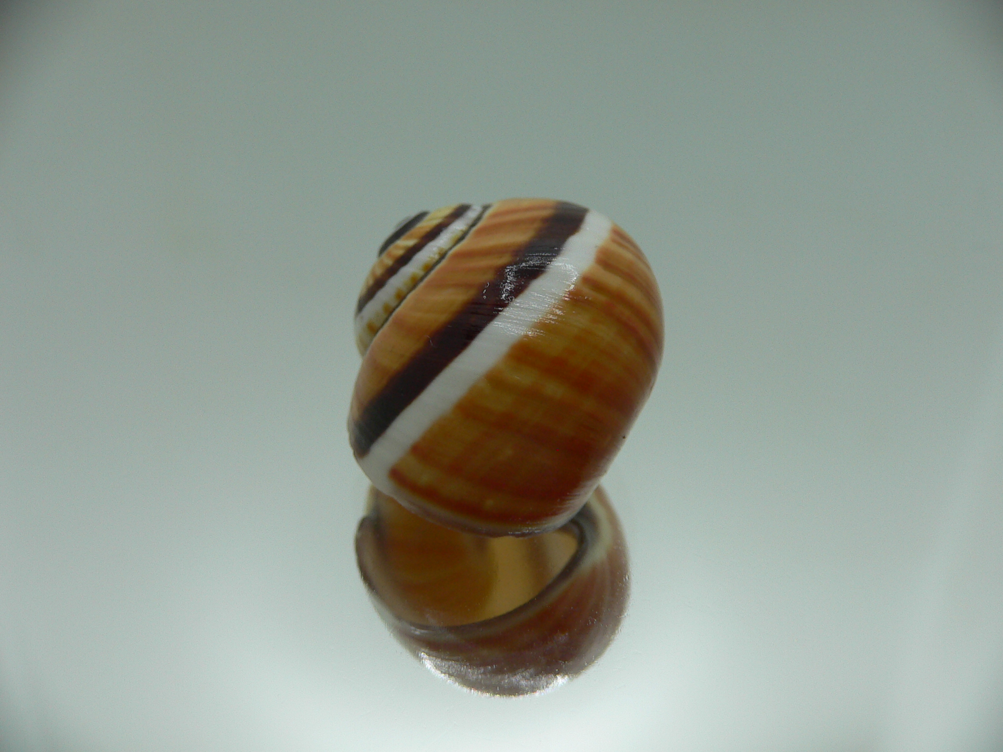 Polymita picta picta ENDEMIC