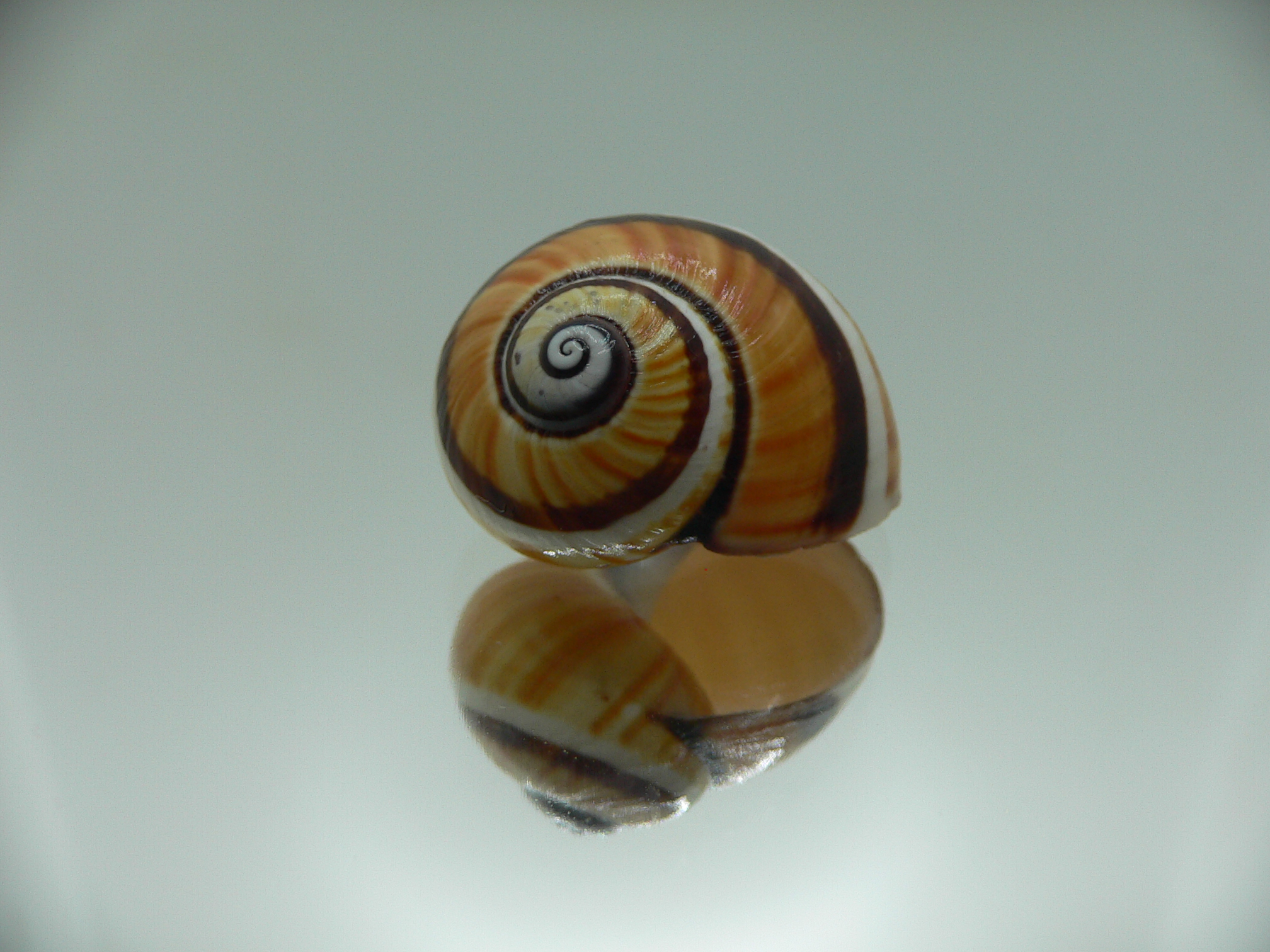 Polymita picta picta ENDEMIC