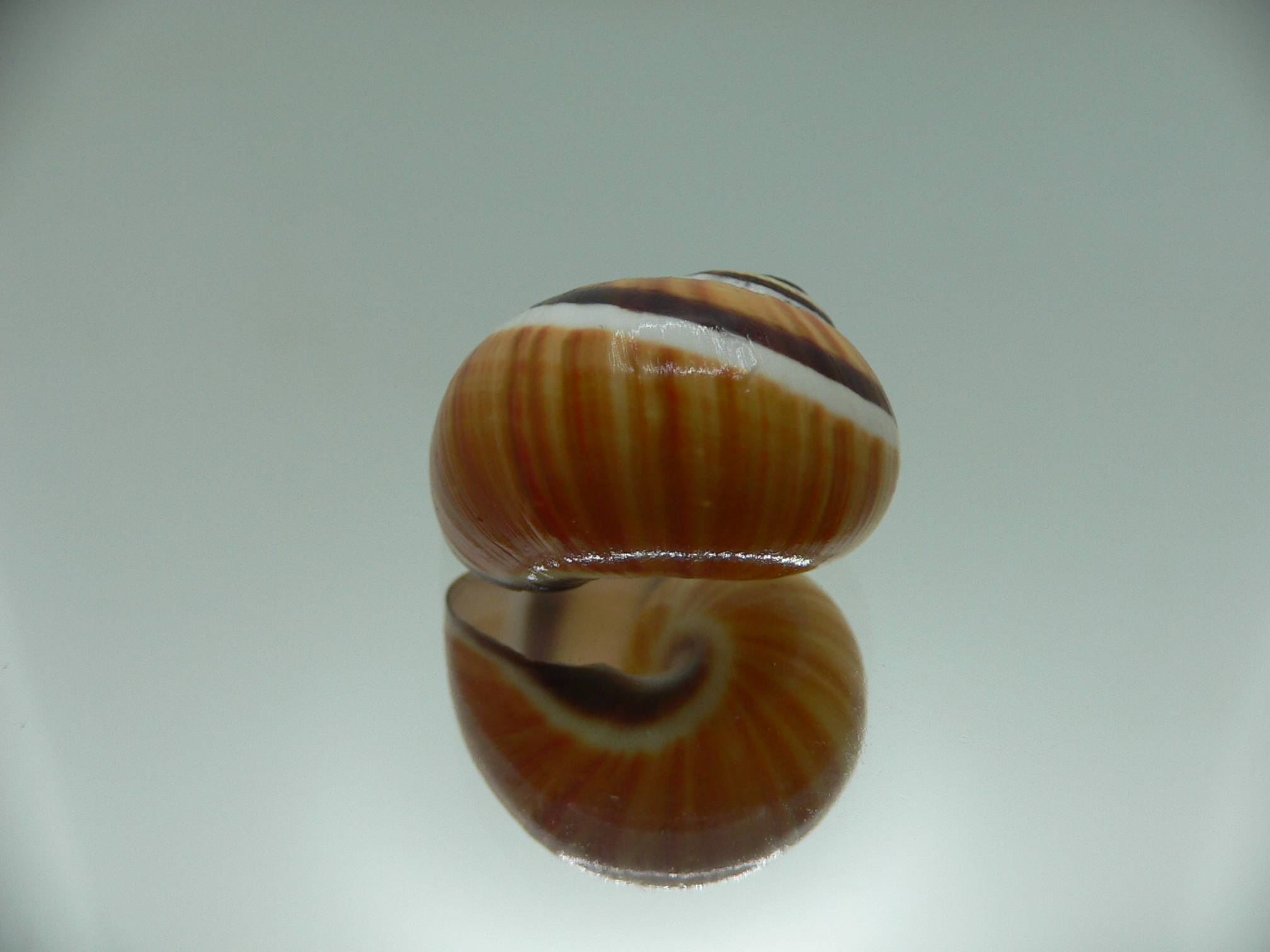 Polymita picta picta ENDEMIC