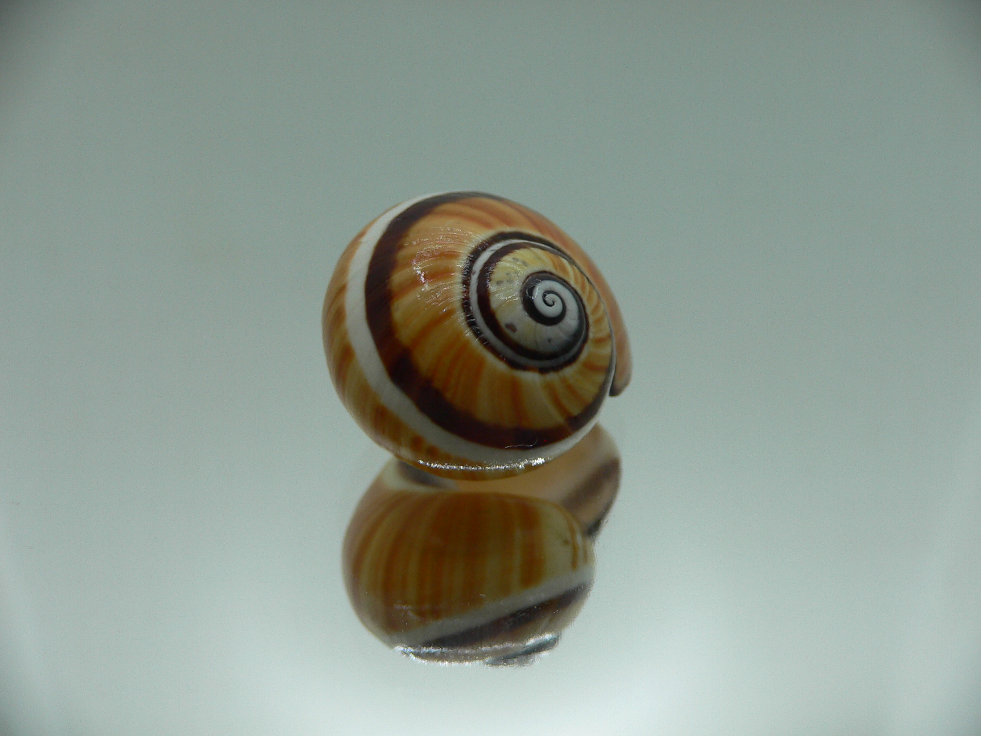 Polymita picta picta ENDEMIC