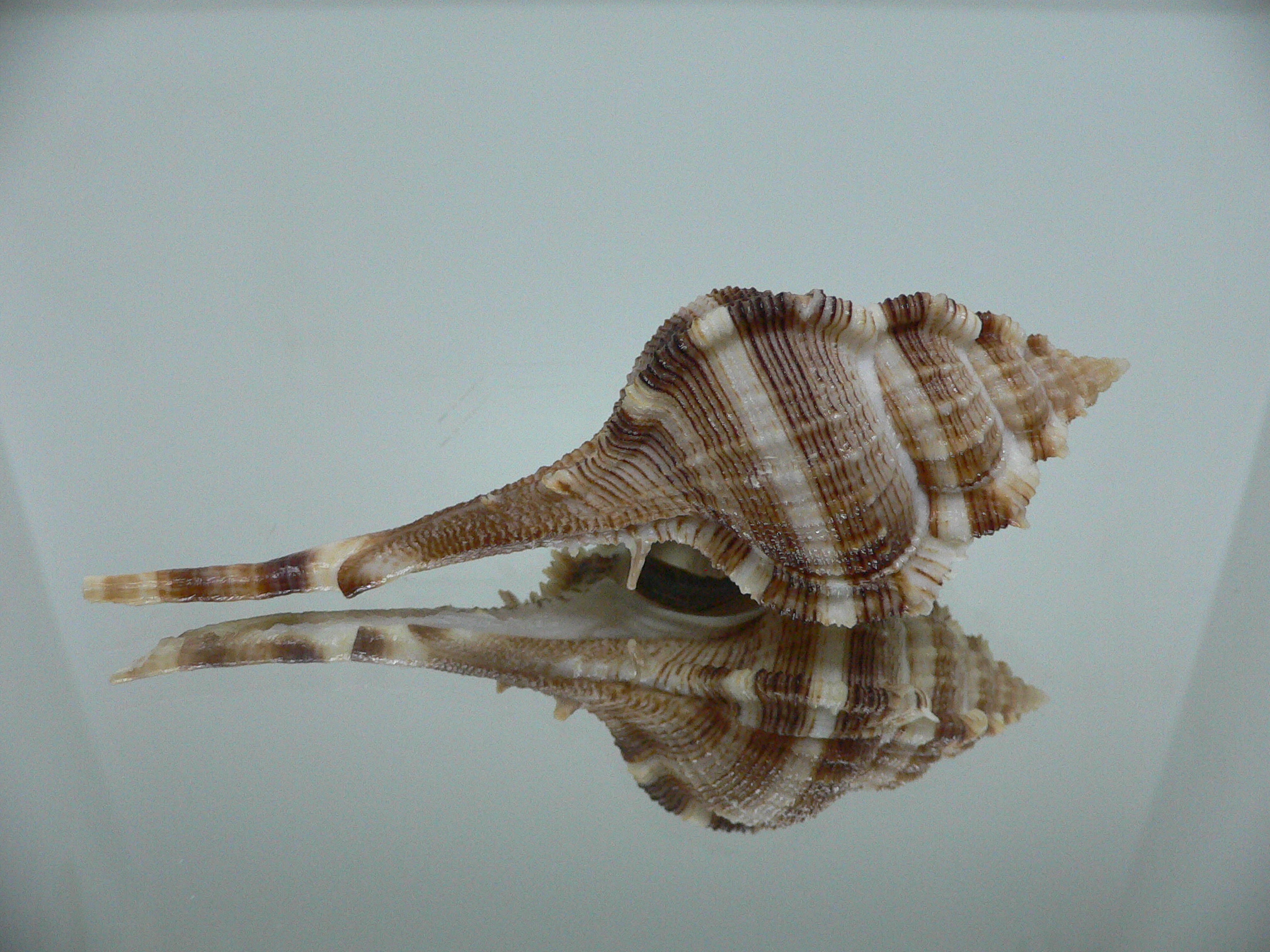 Vokesimurex malabaricus DARK CHARM