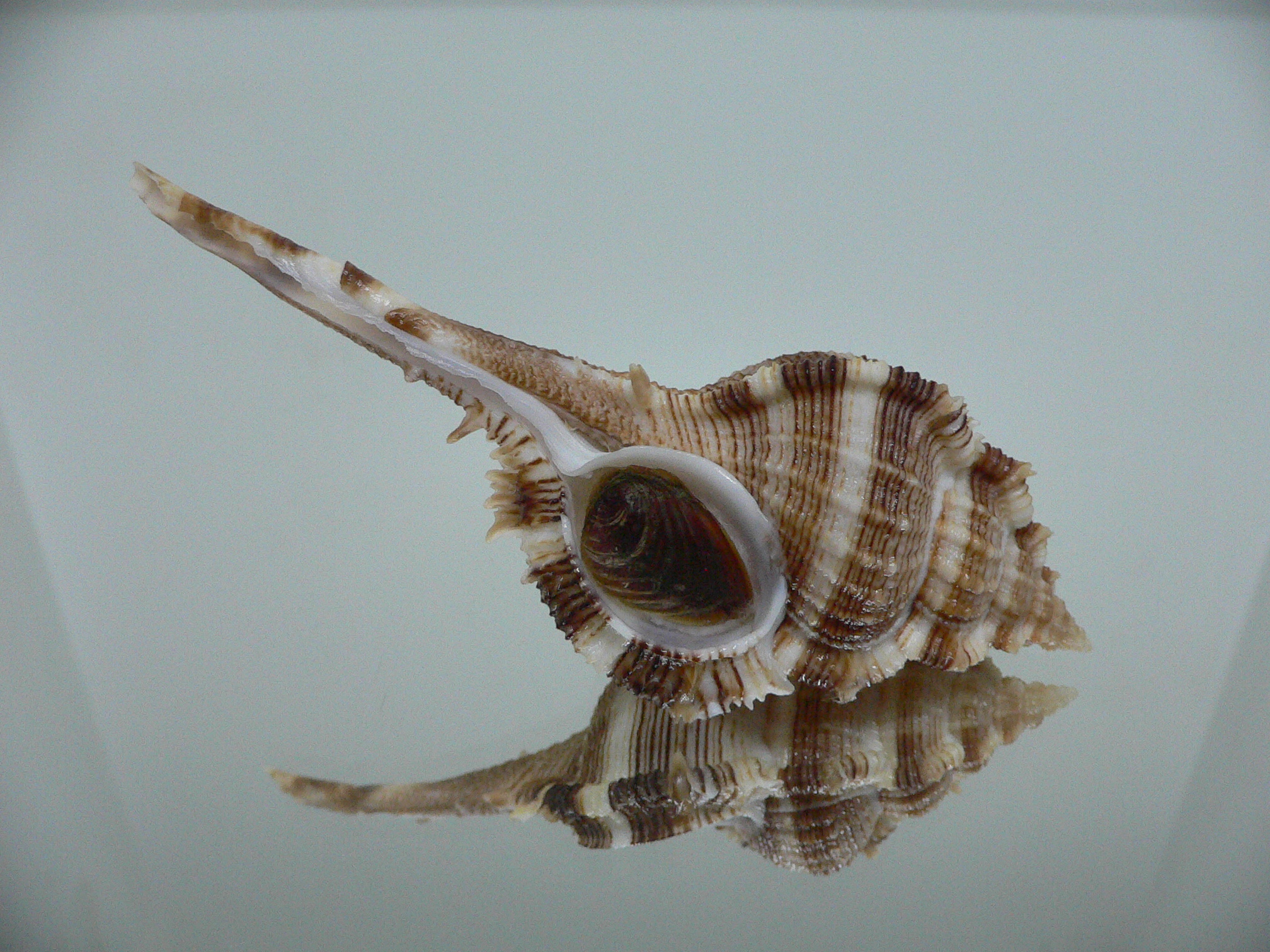 Vokesimurex malabaricus DARK CHARM