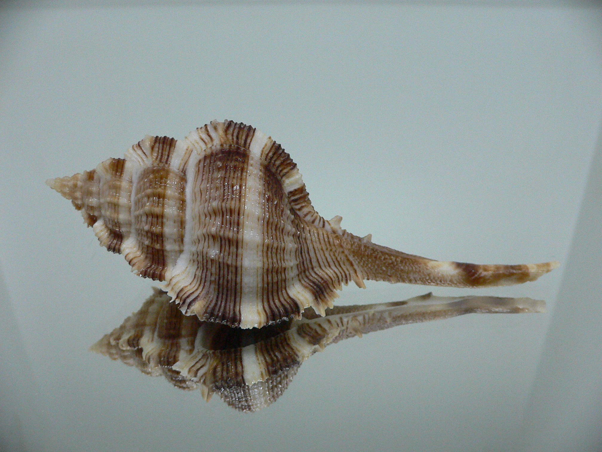 Vokesimurex malabaricus DARK CHARM