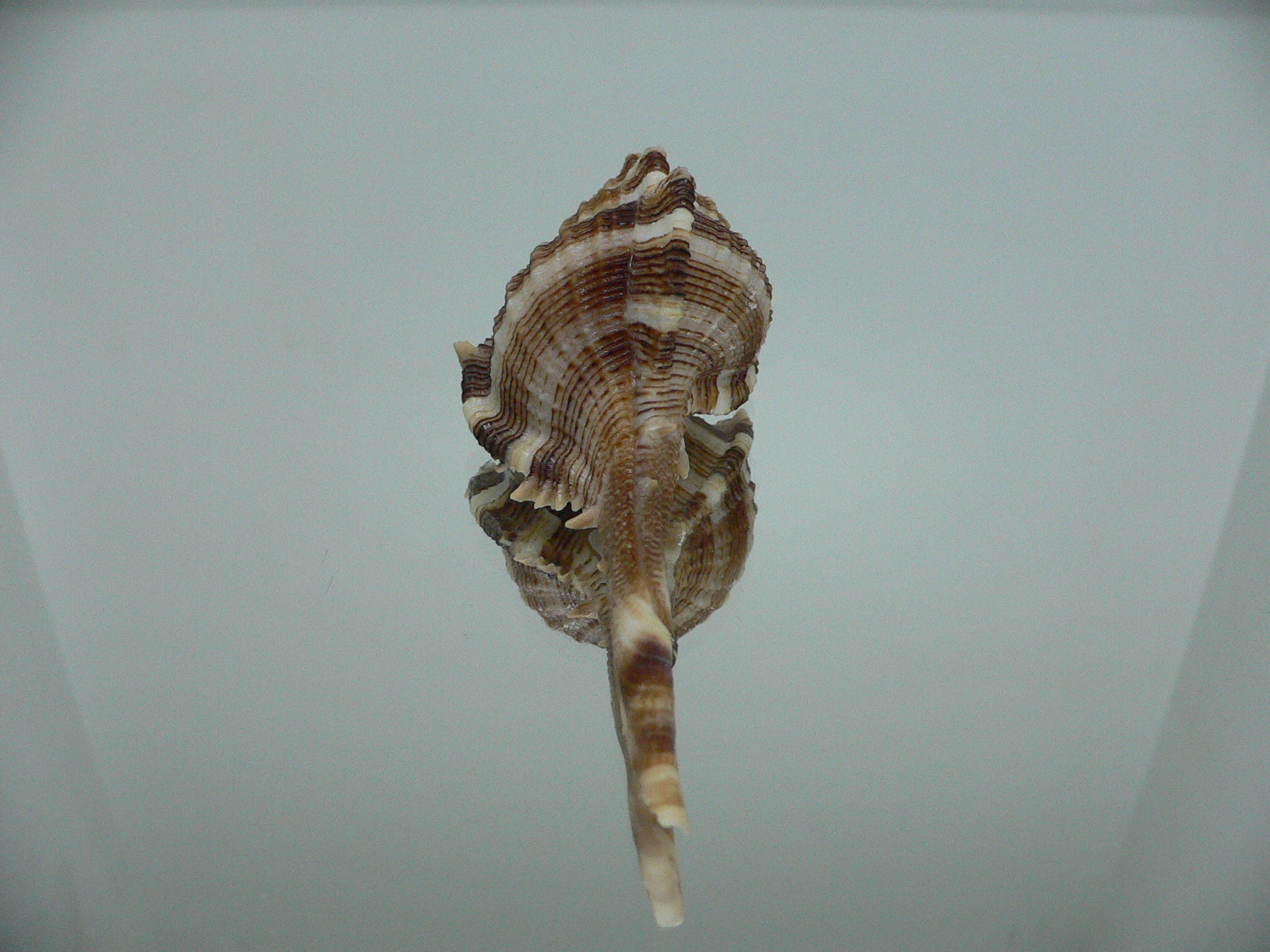 Vokesimurex malabaricus DARK CHARM