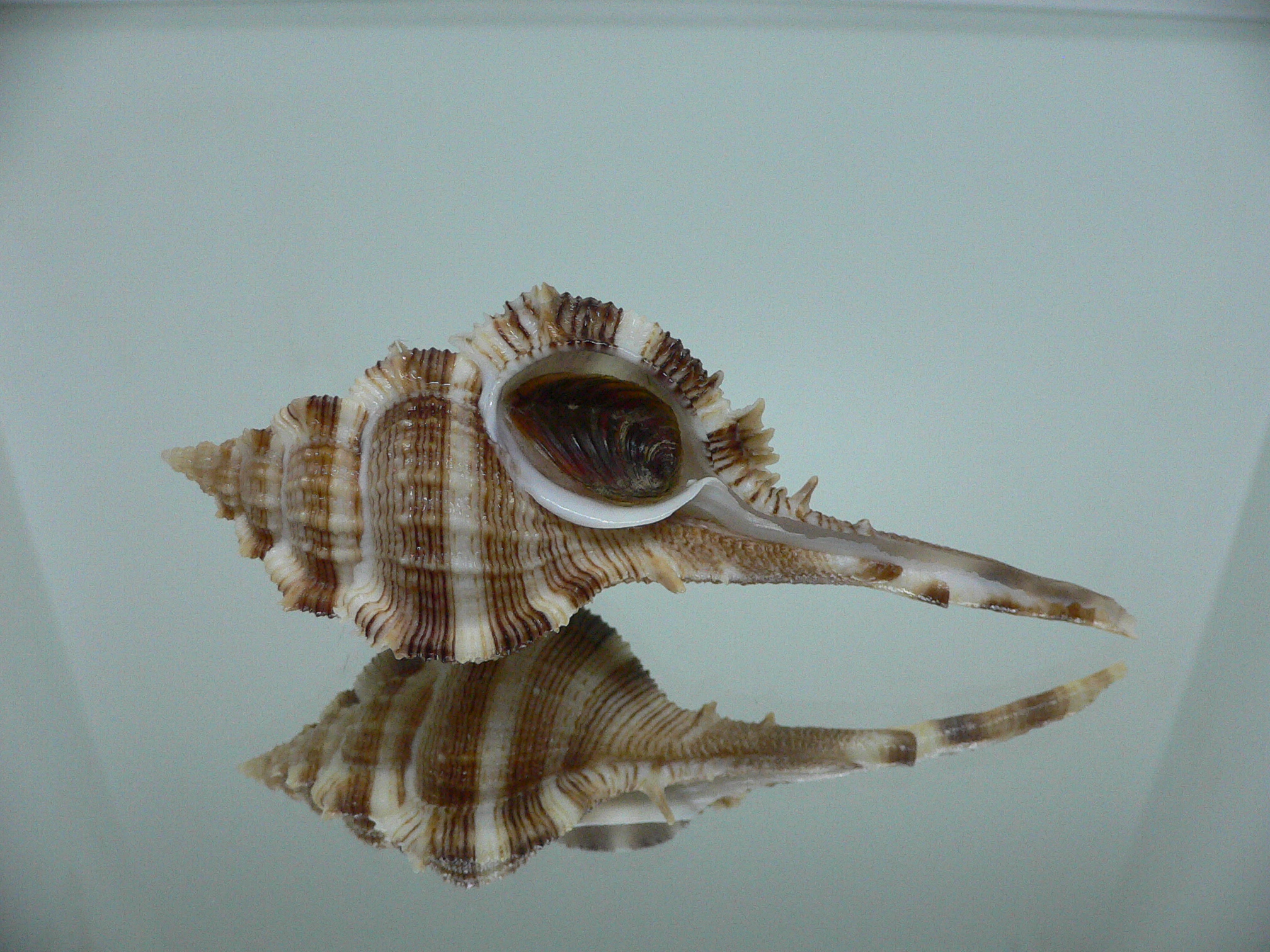 Vokesimurex malabaricus DARK CHARM