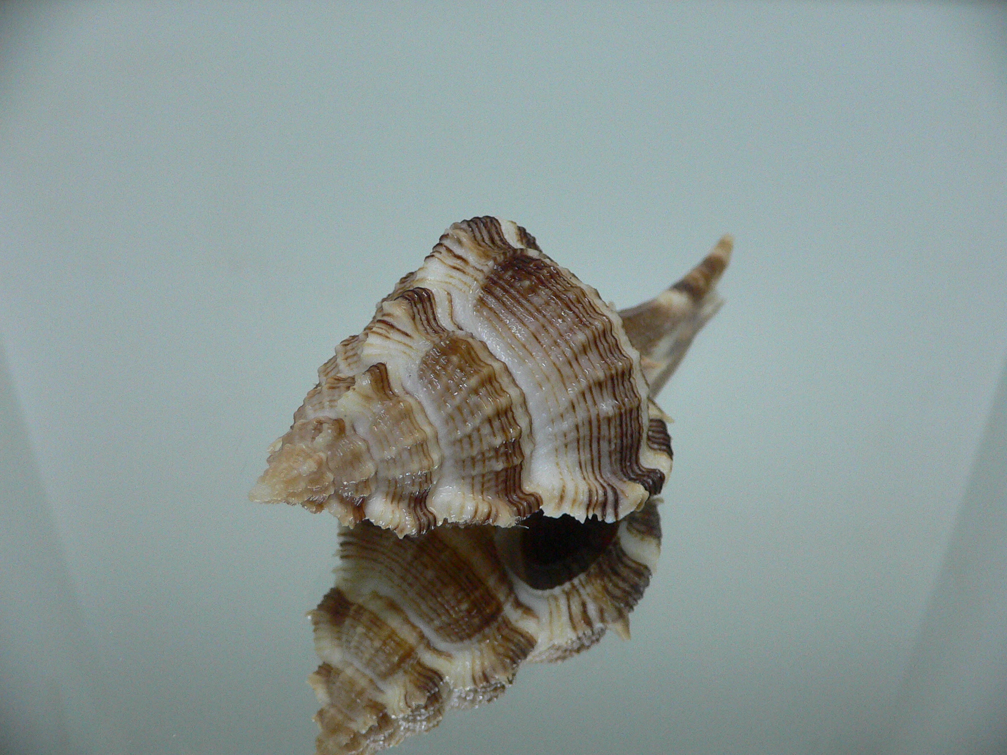 Vokesimurex malabaricus DARK CHARM