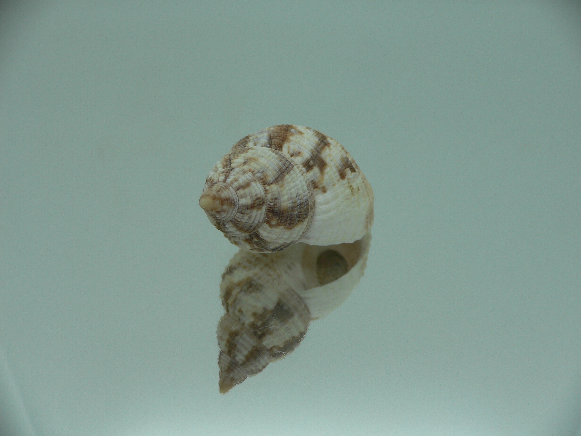 Buccinum yokomaruae VERY BIG