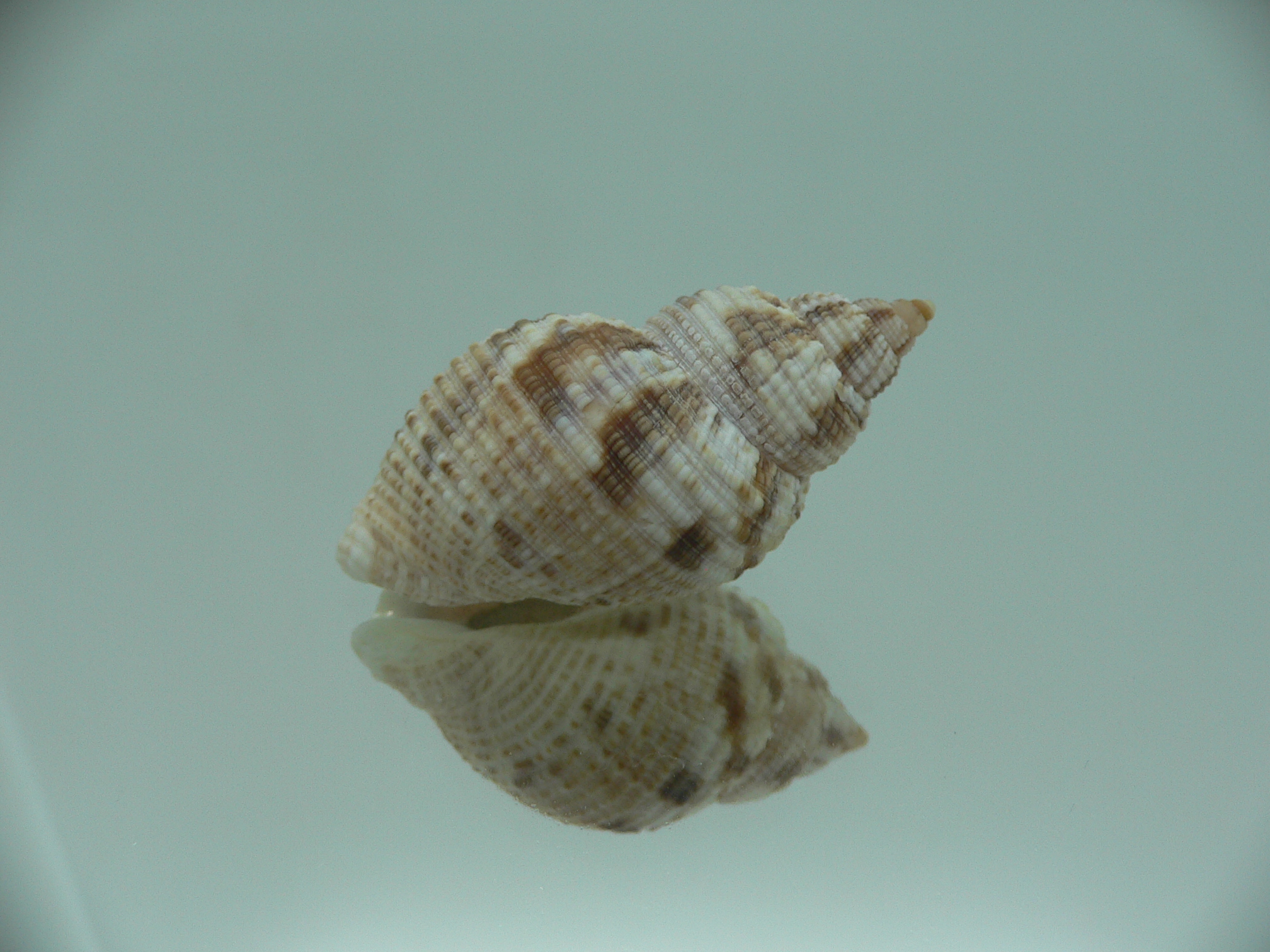 Buccinum yokomaruae VERY BIG