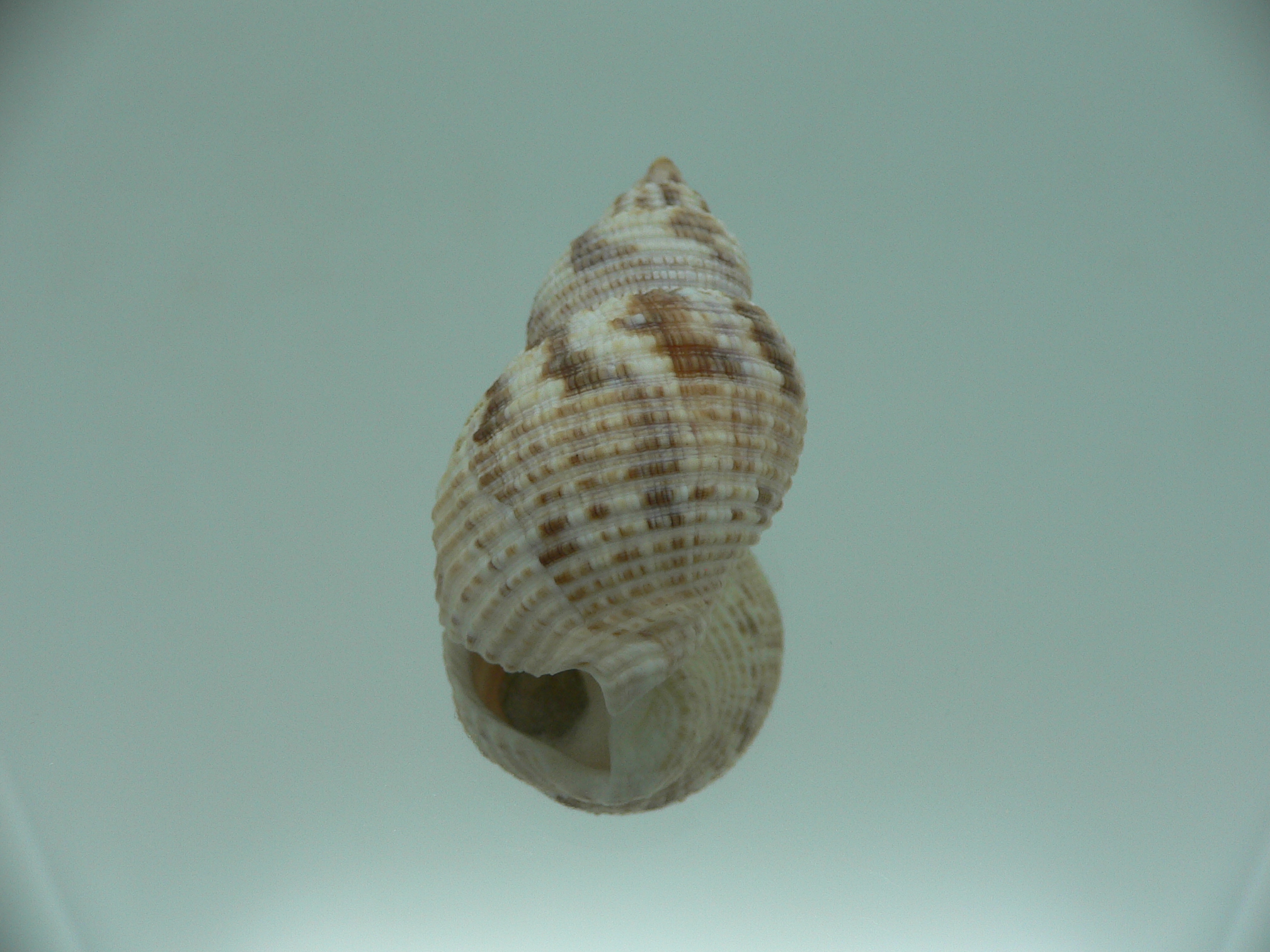 Buccinum yokomaruae VERY BIG