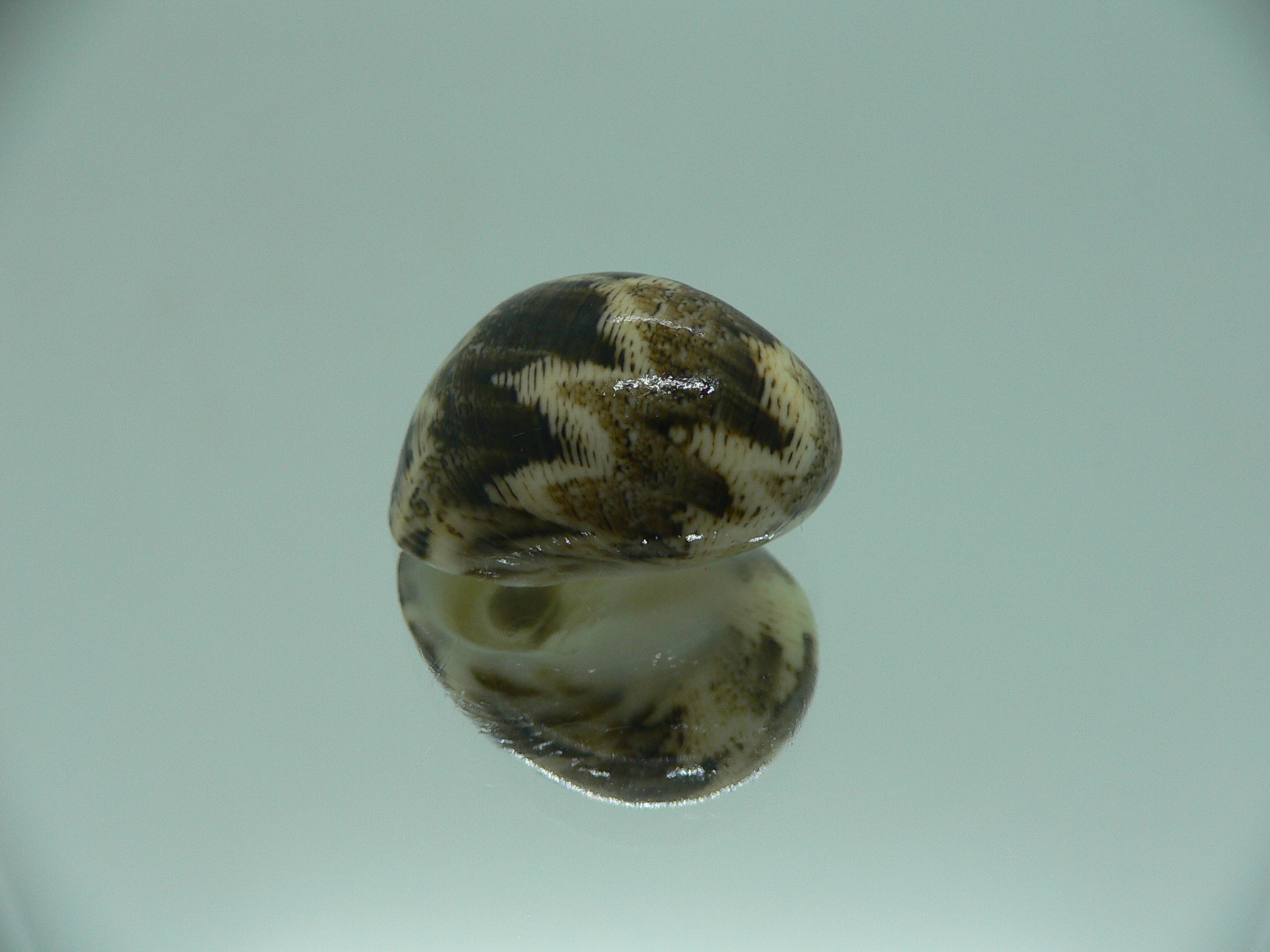 Nerita polita polita SERPENTINE