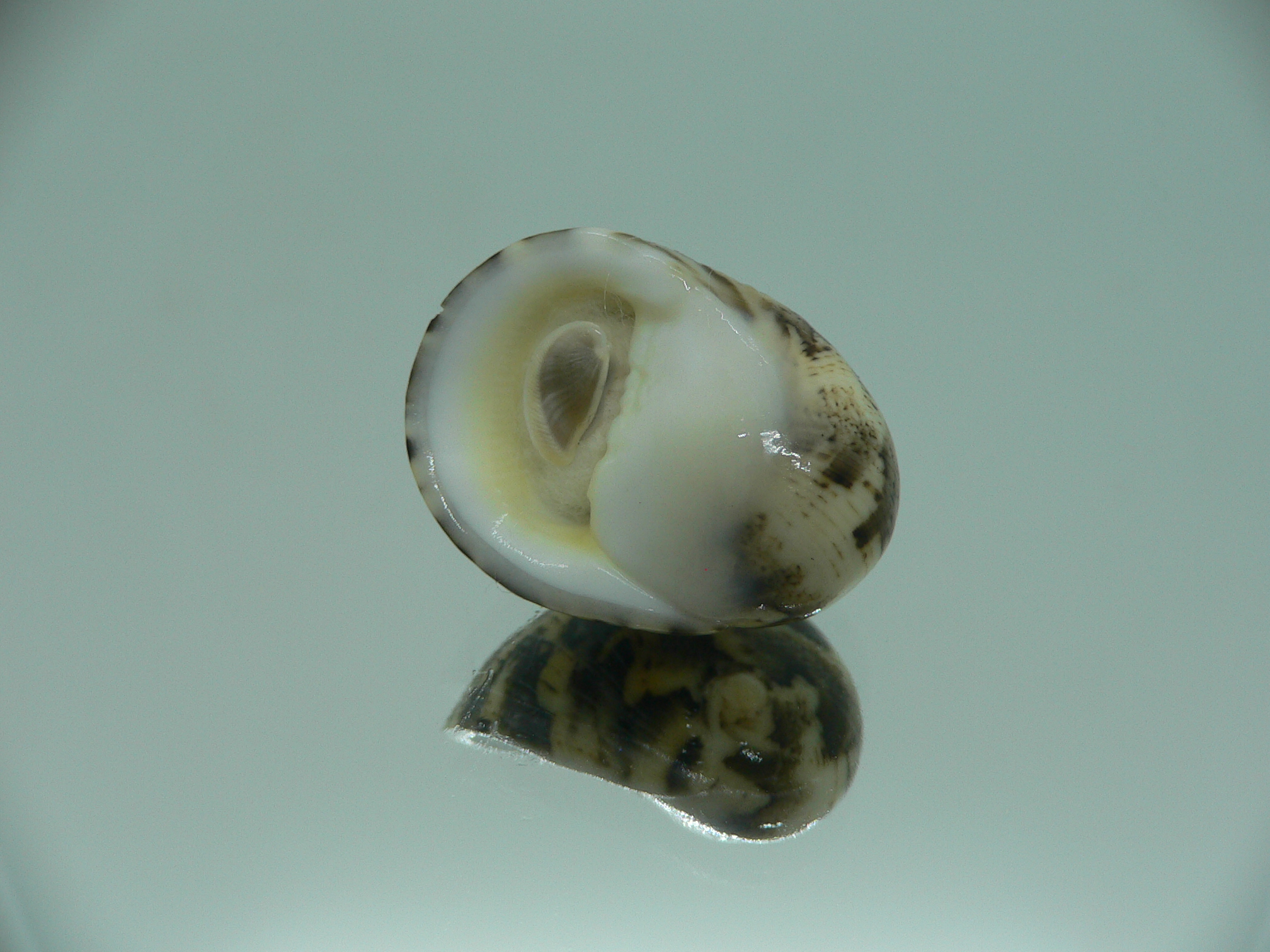 Nerita polita polita SERPENTINE