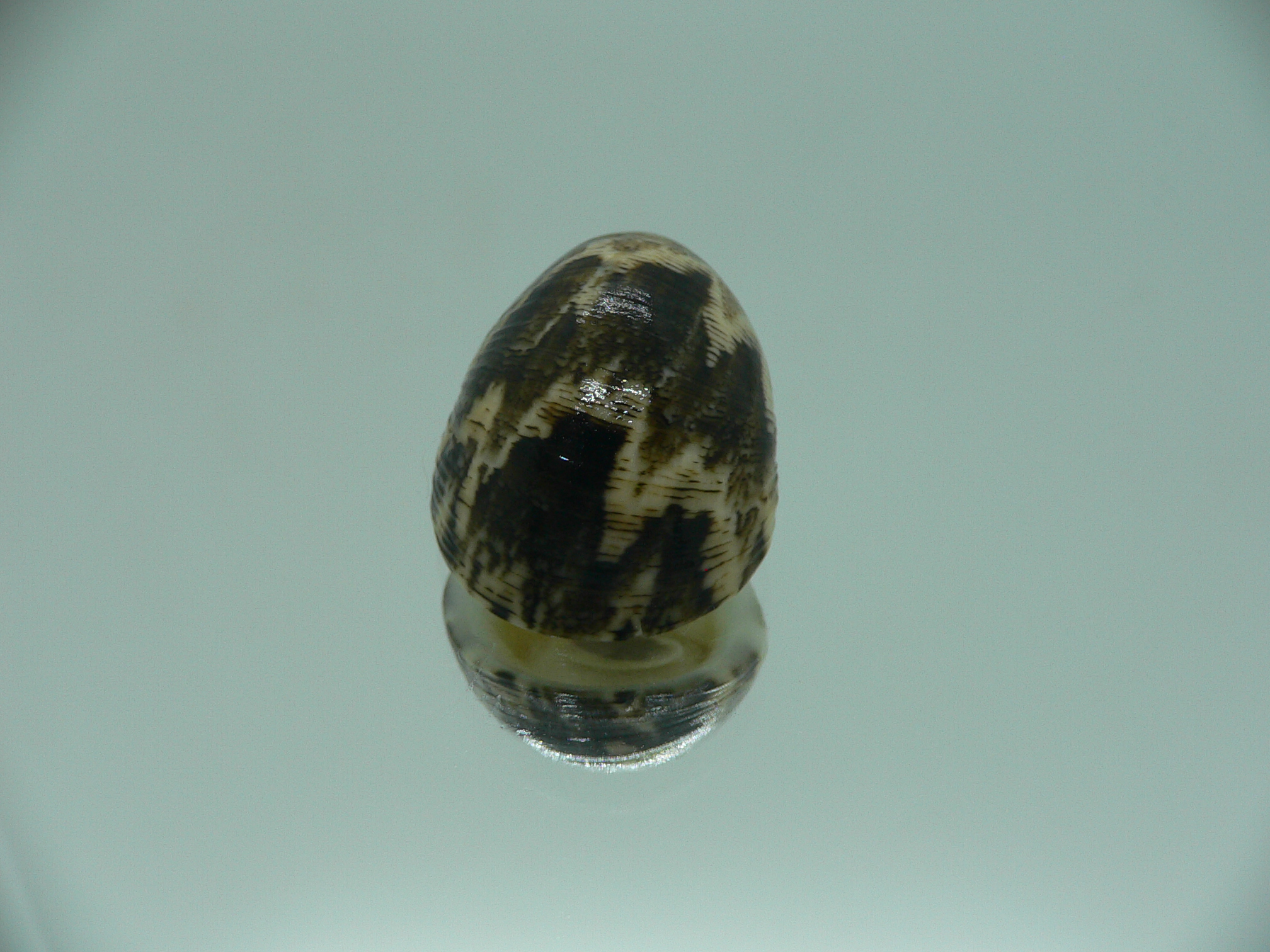 Nerita polita polita SERPENTINE