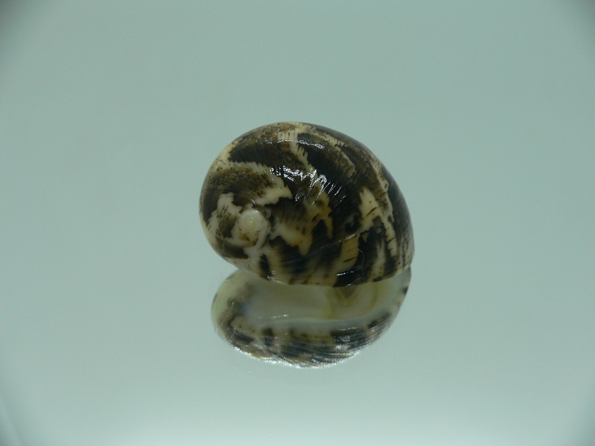 Nerita polita polita SERPENTINE