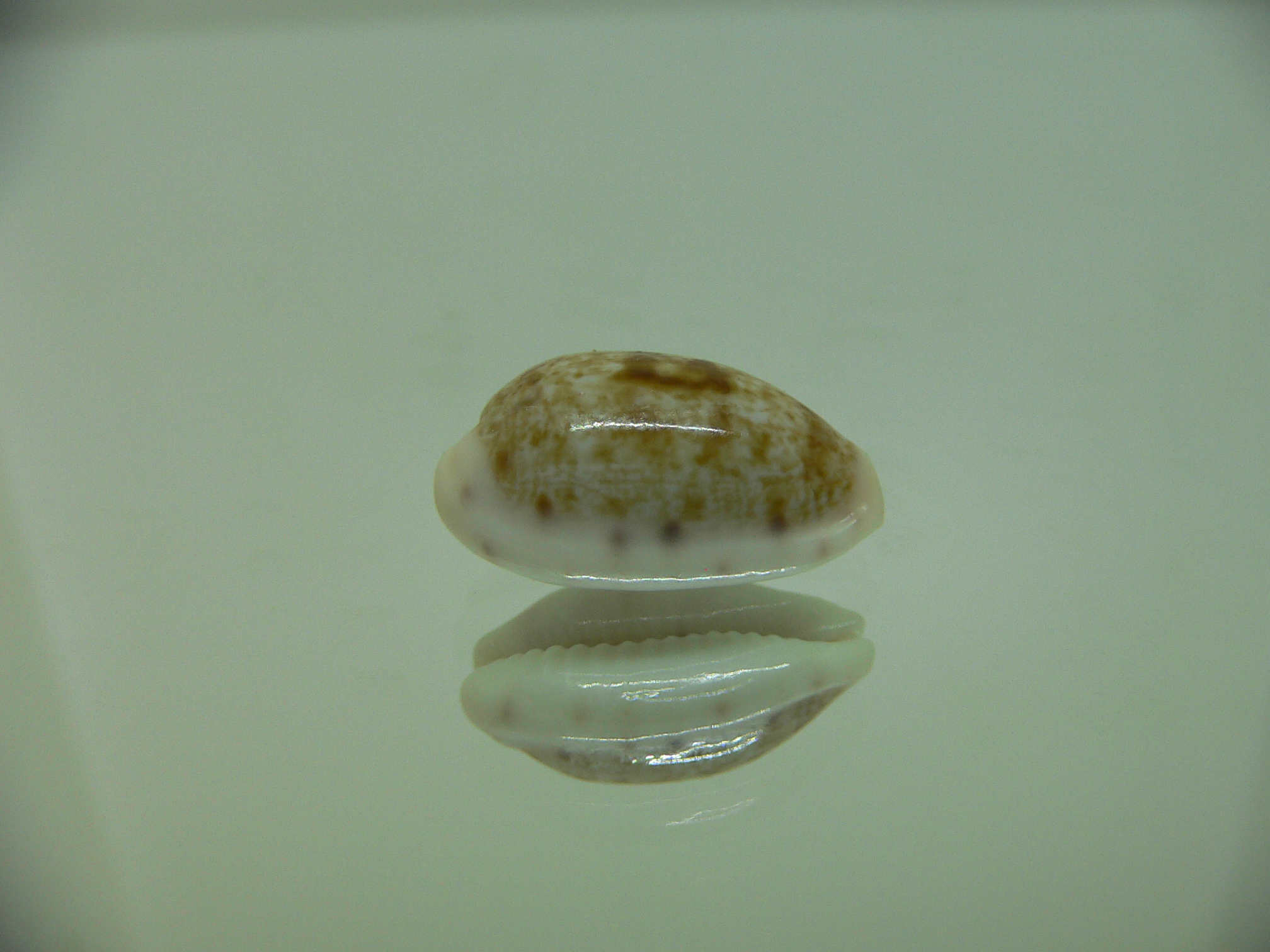 Talostolida pellucens alisonae (var.) DWARF