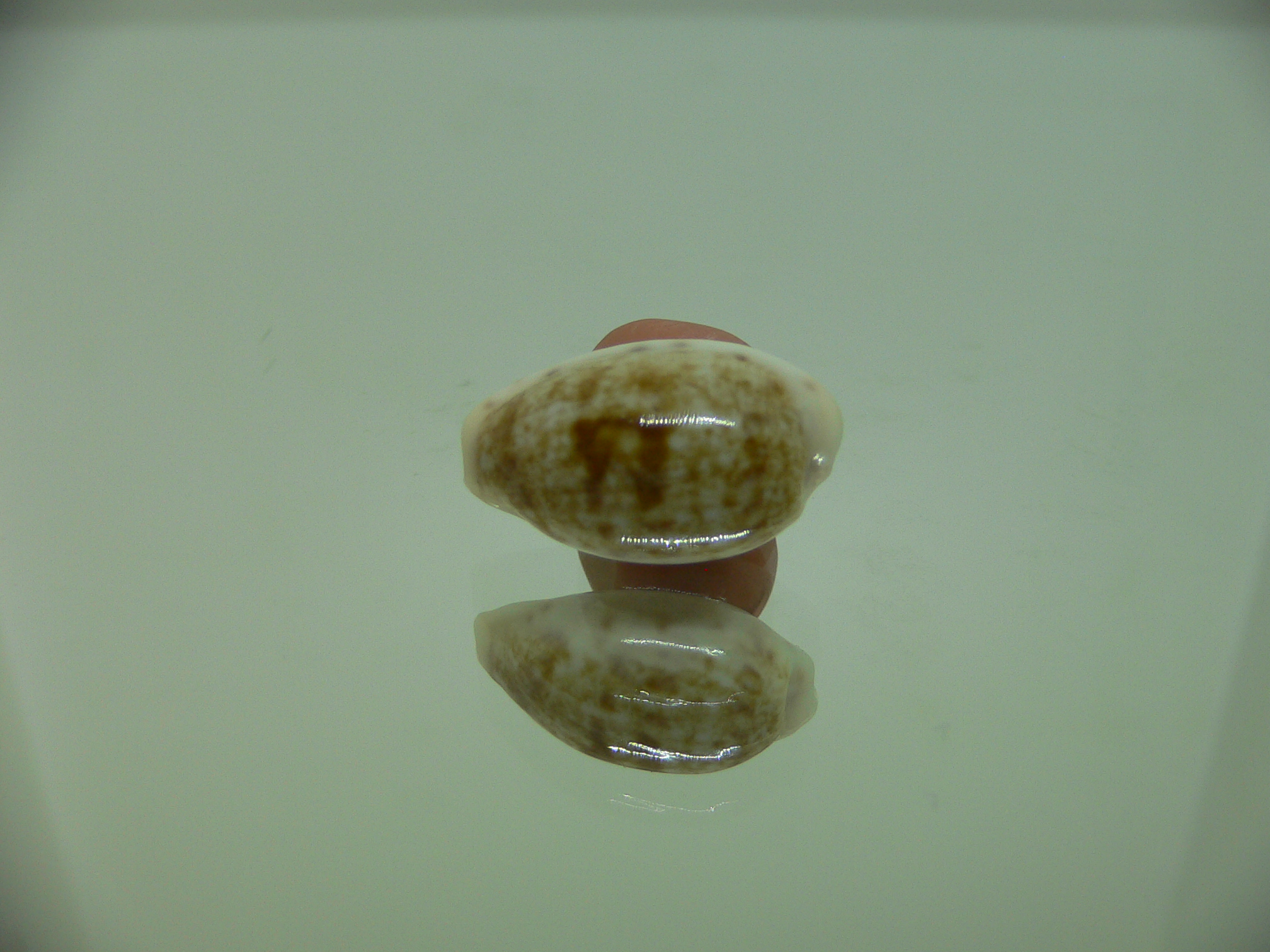 Talostolida pellucens alisonae (var.) DWARF