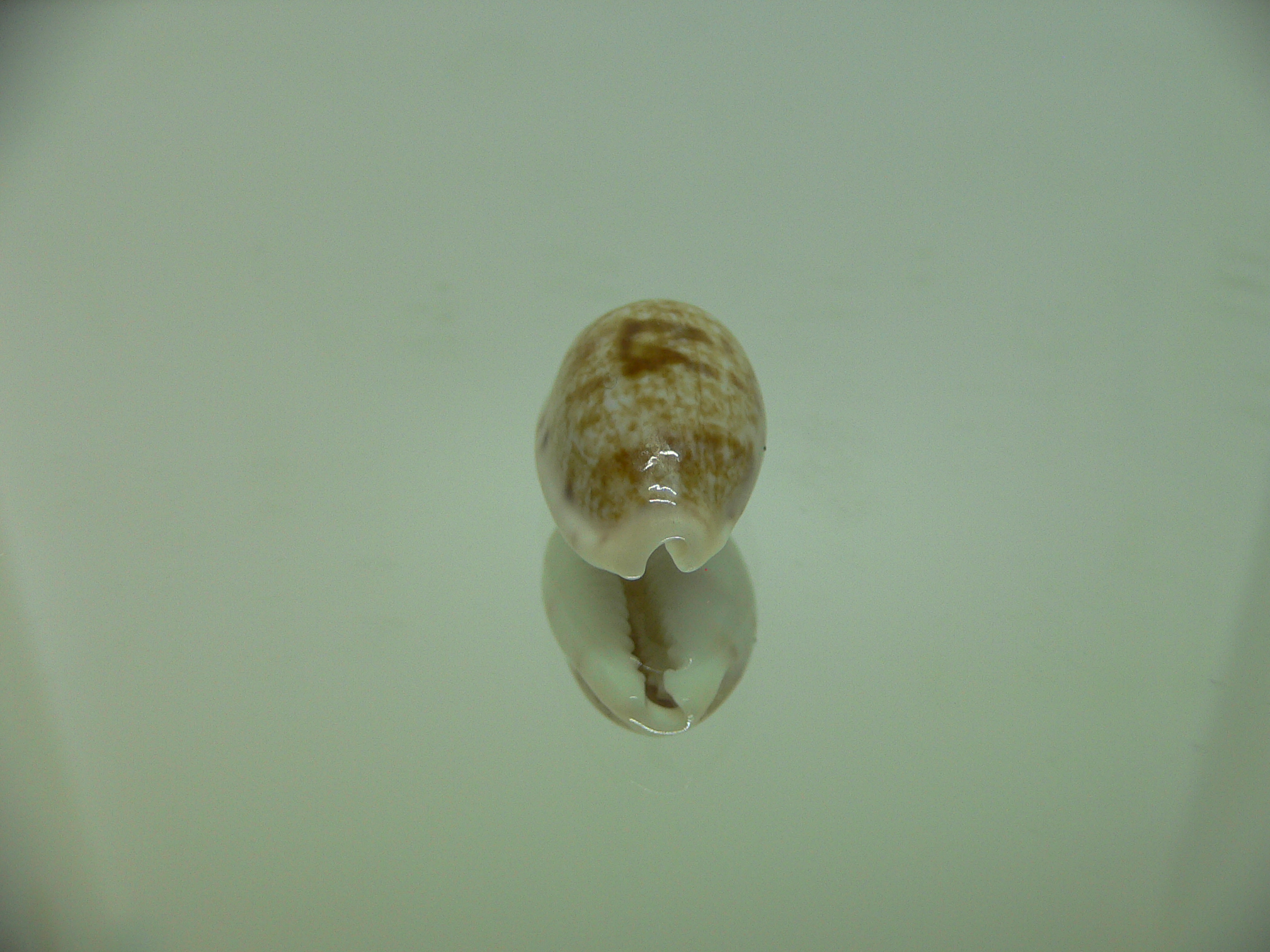 Talostolida pellucens alisonae (var.) DWARF