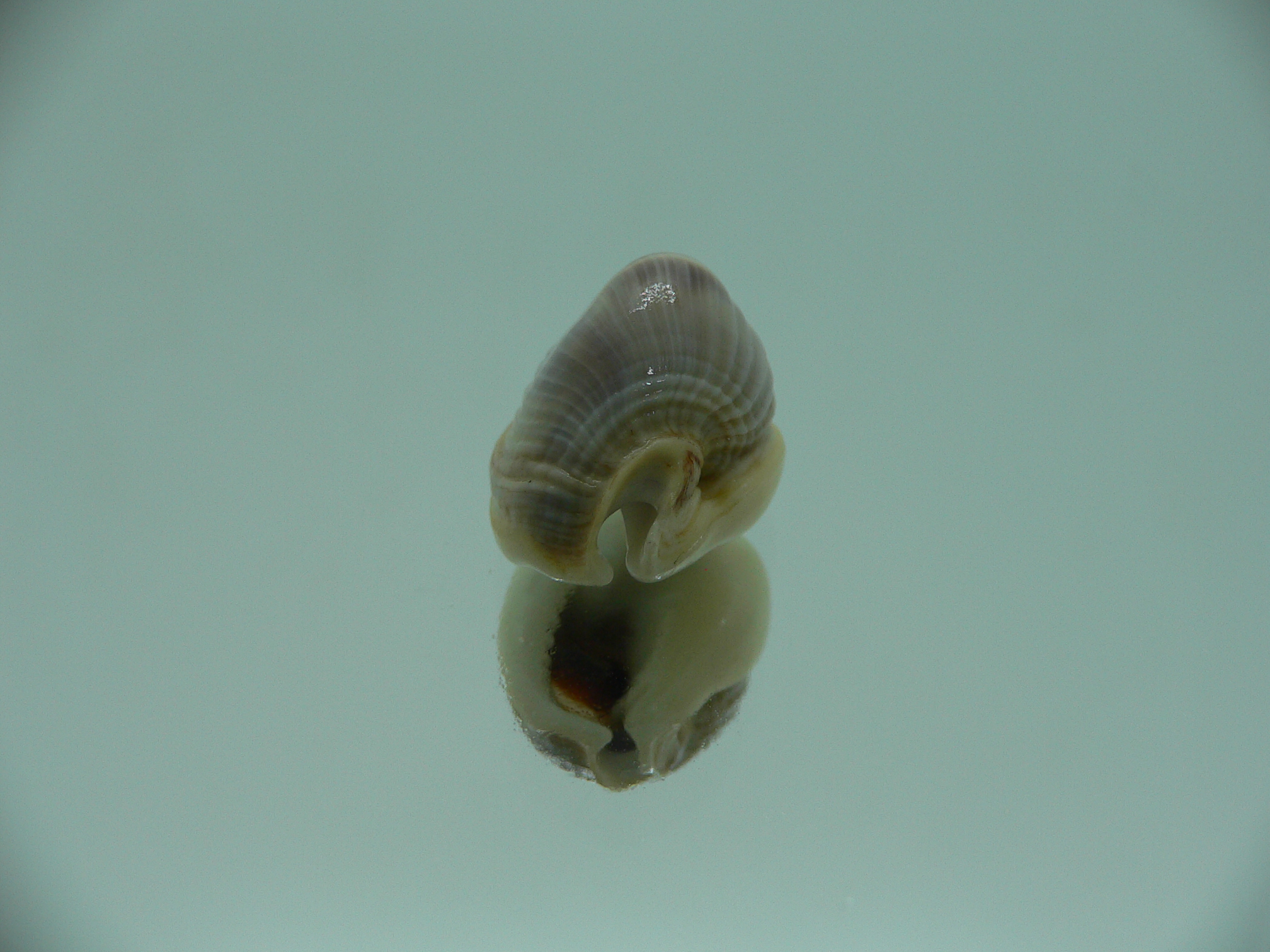 Nassarius pullus HUMP