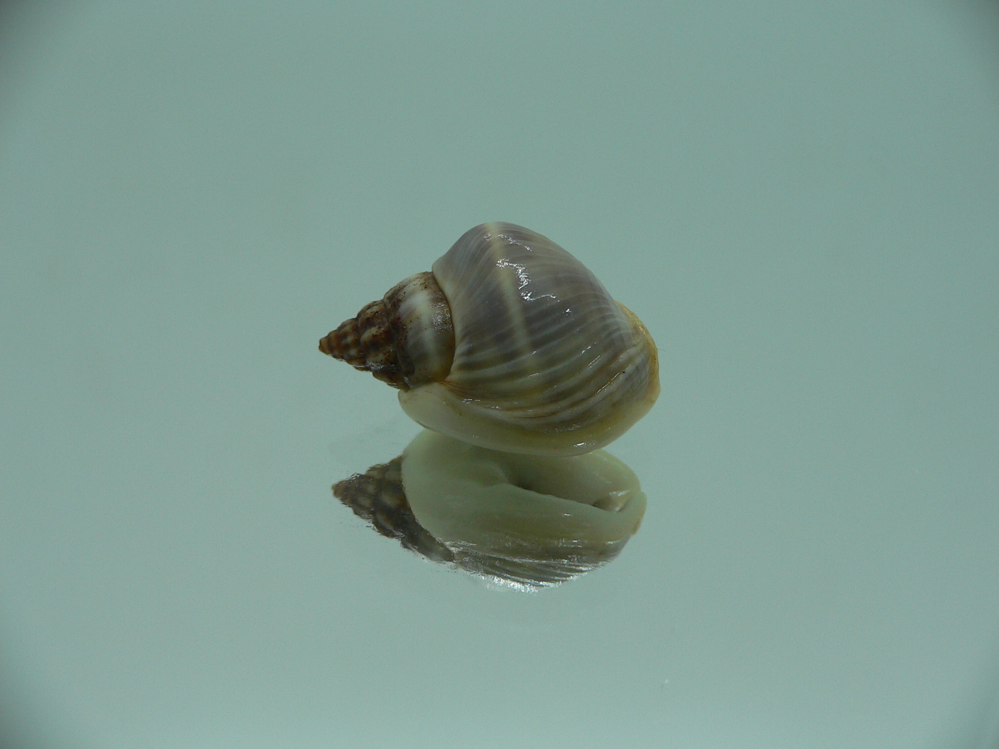 Nassarius pullus HUMP