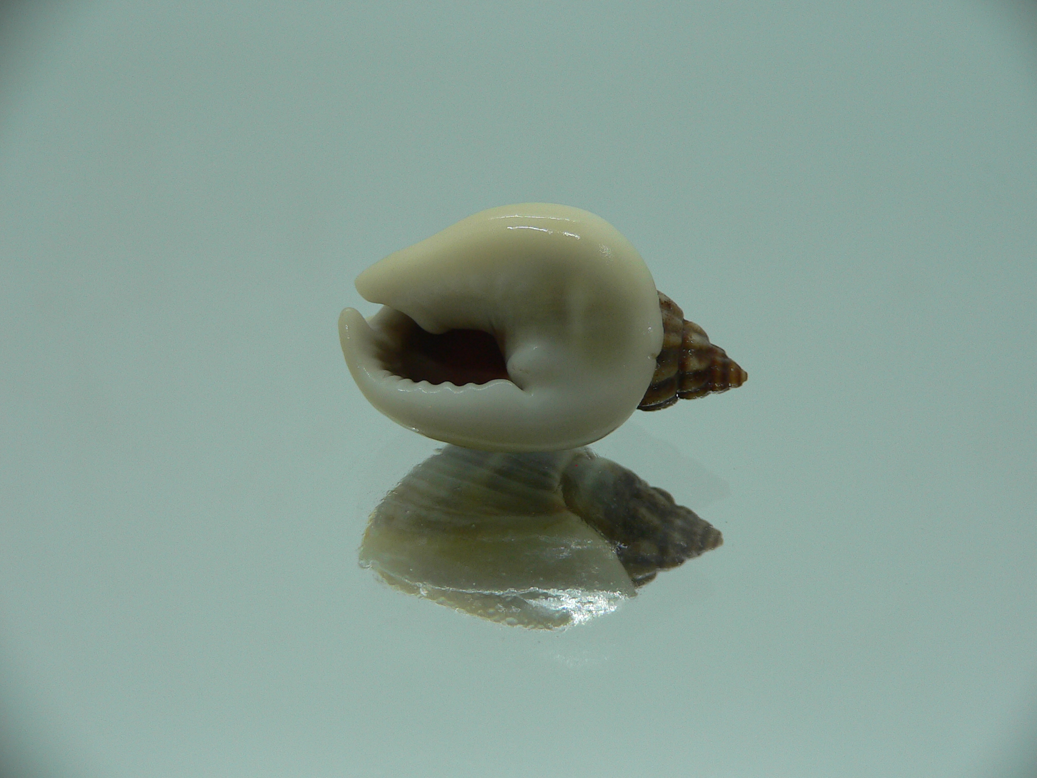 Nassarius pullus HUMP