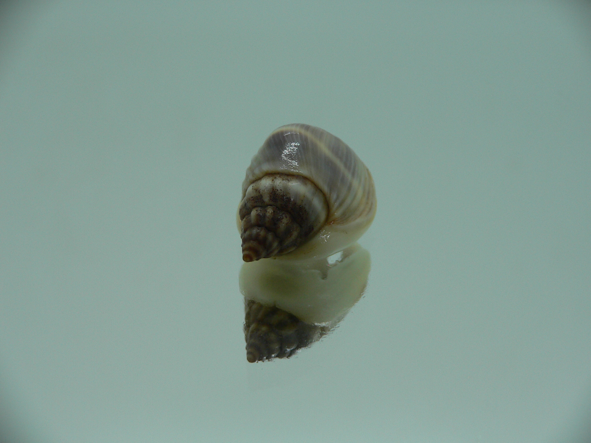 Nassarius pullus HUMP