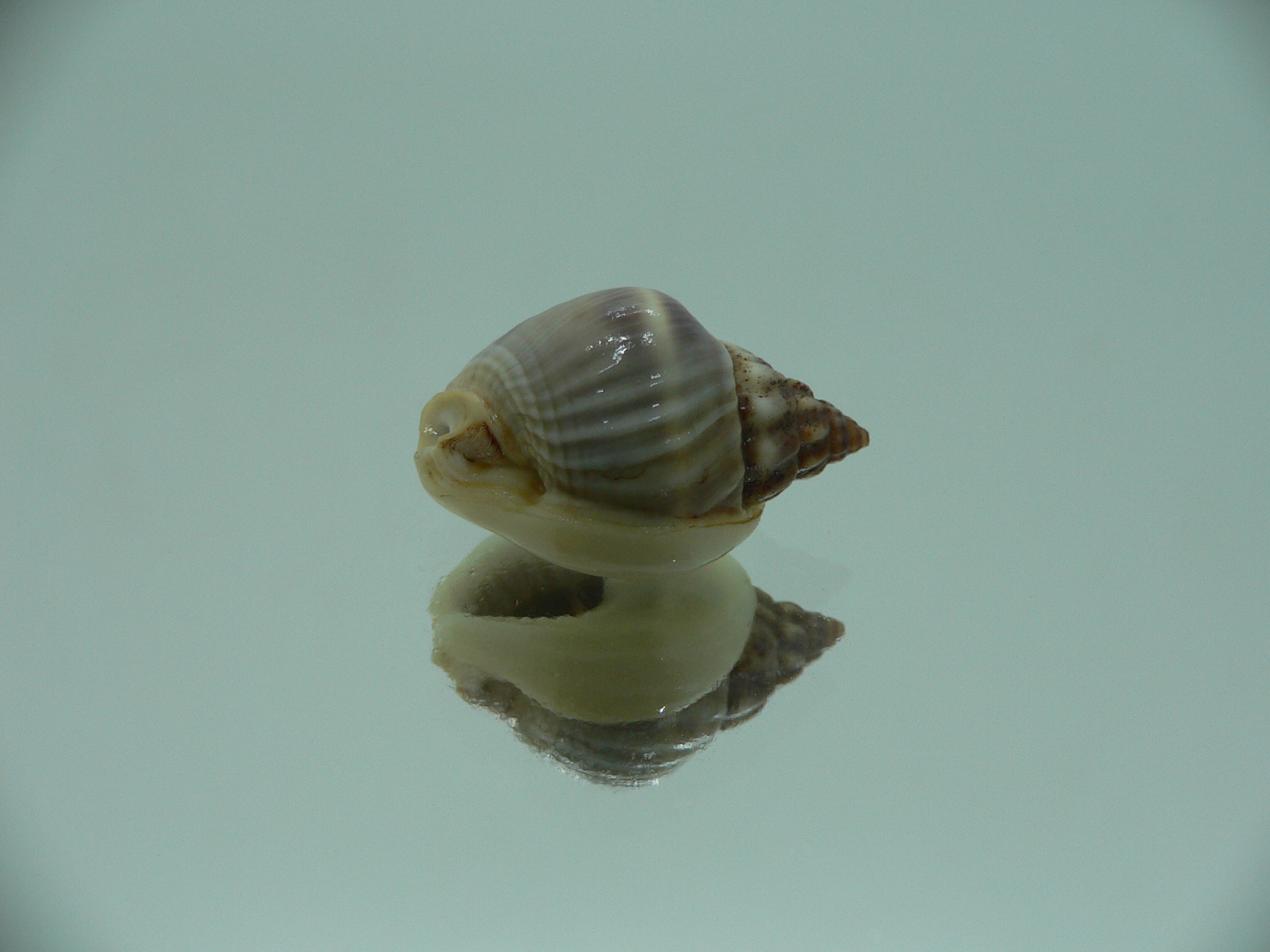 Nassarius pullus HUMP