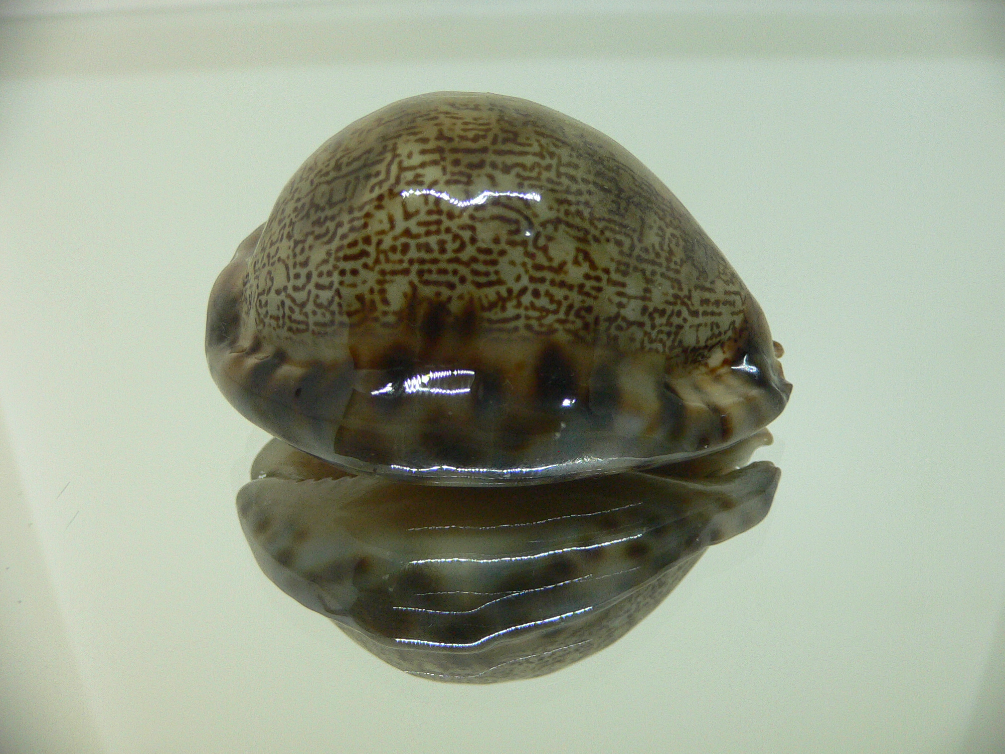 Cypraea arabica asiatica gibba (var.) BICOLOR BASE