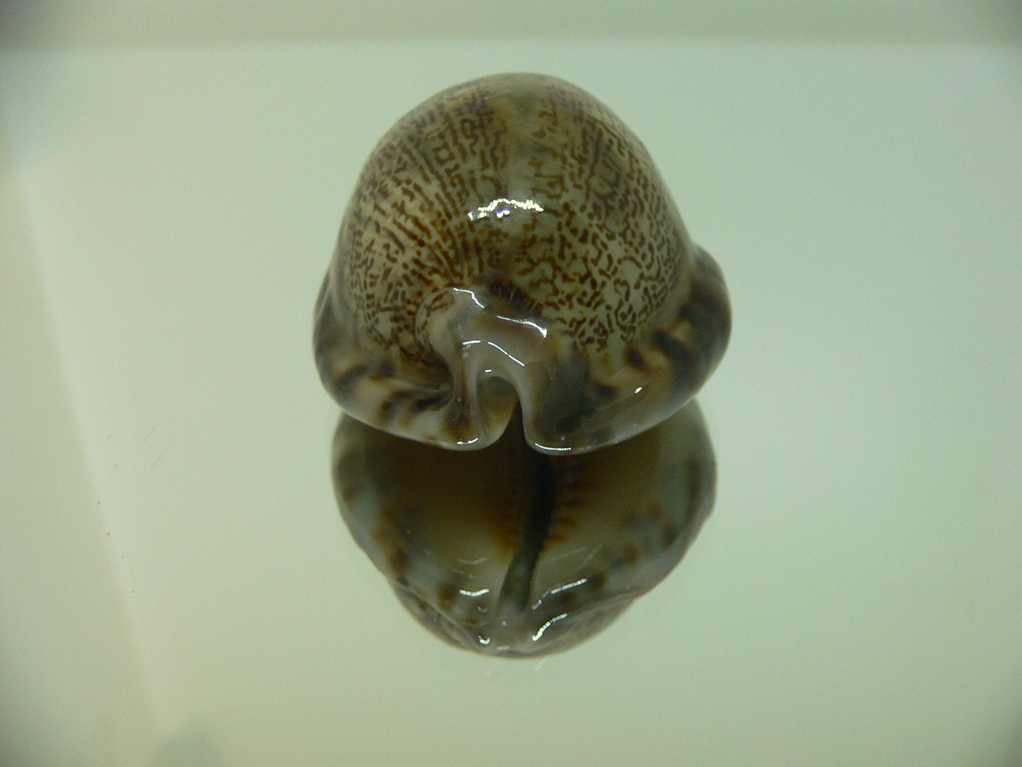 Cypraea arabica asiatica gibba (var.) BICOLOR BASE