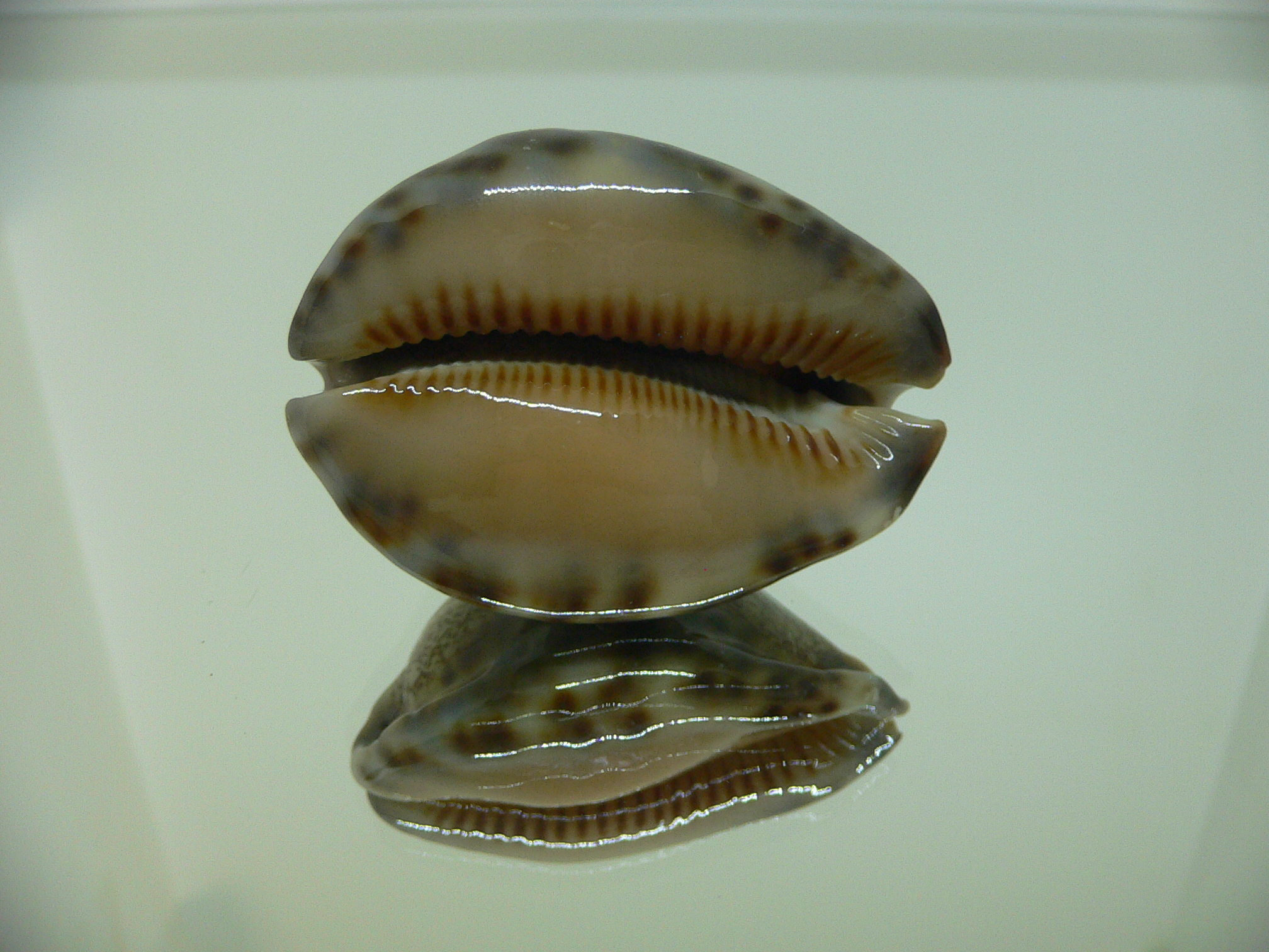 Cypraea arabica asiatica gibba (var.) BICOLOR BASE