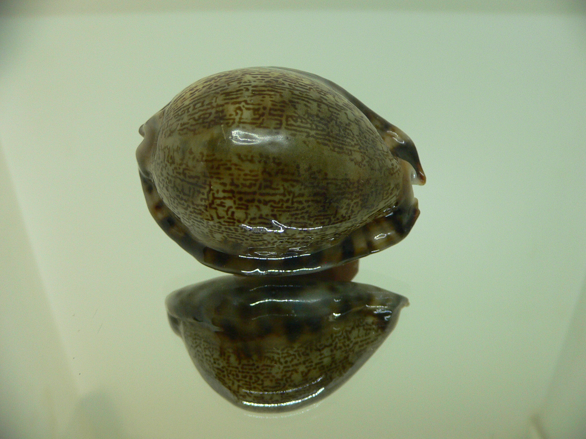 Cypraea arabica asiatica gibba (var.) BICOLOR BASE