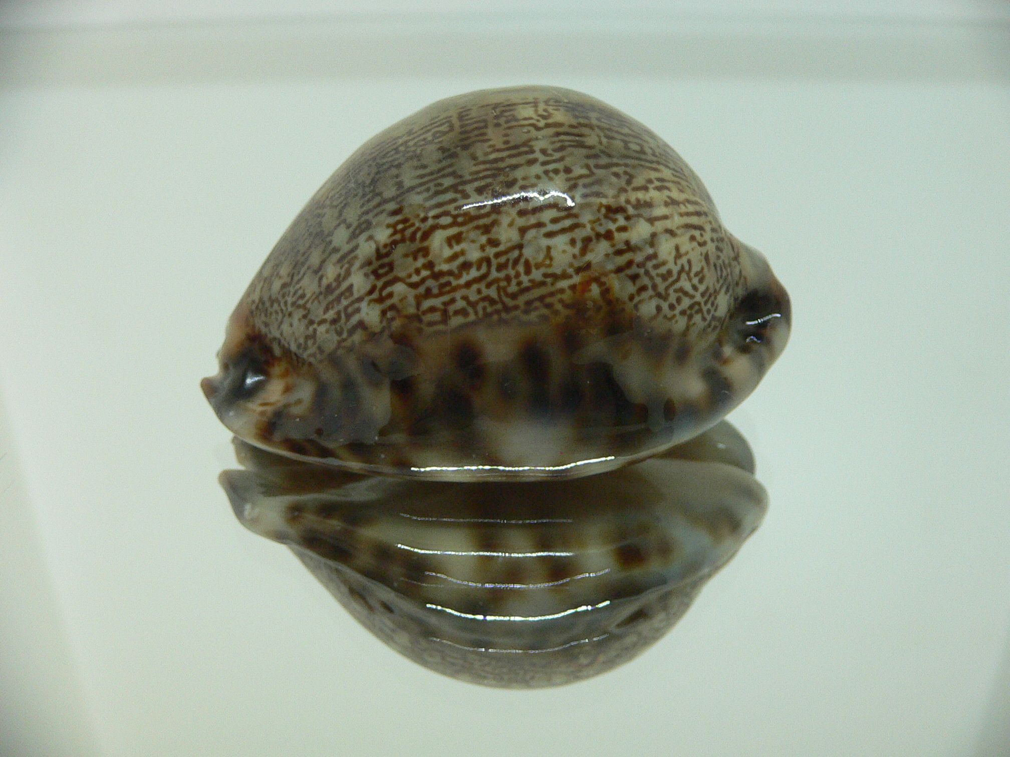 Cypraea arabica asiatica gibba (var.) BICOLOR BASE