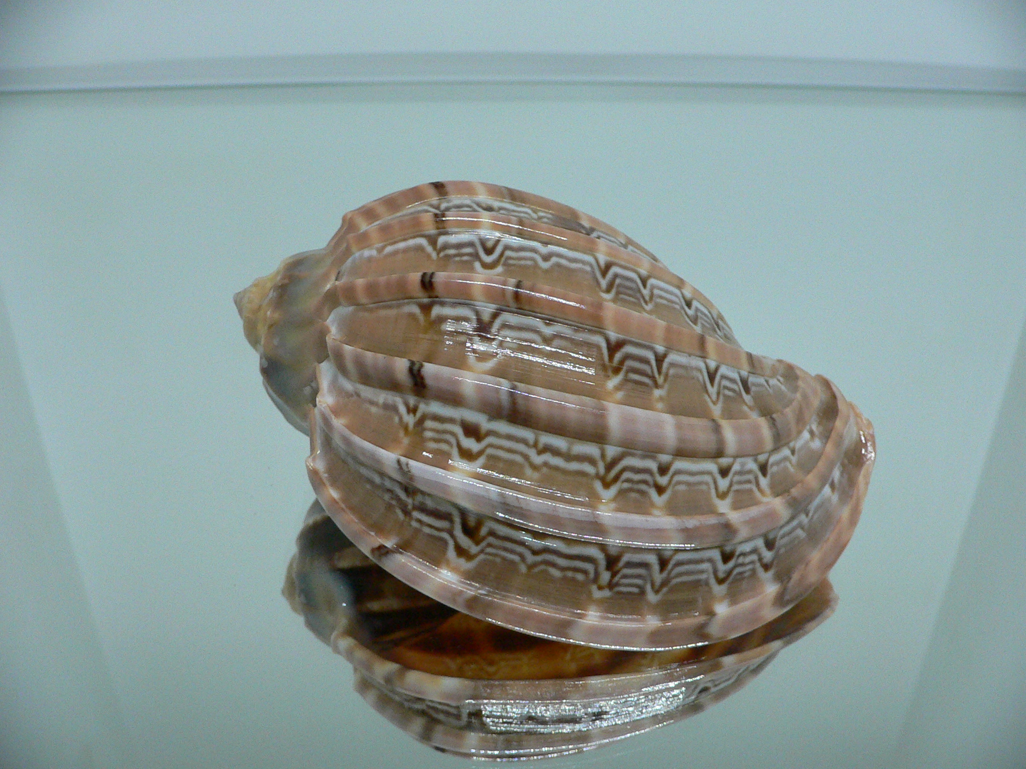 Harpa major BEAUTIFUL