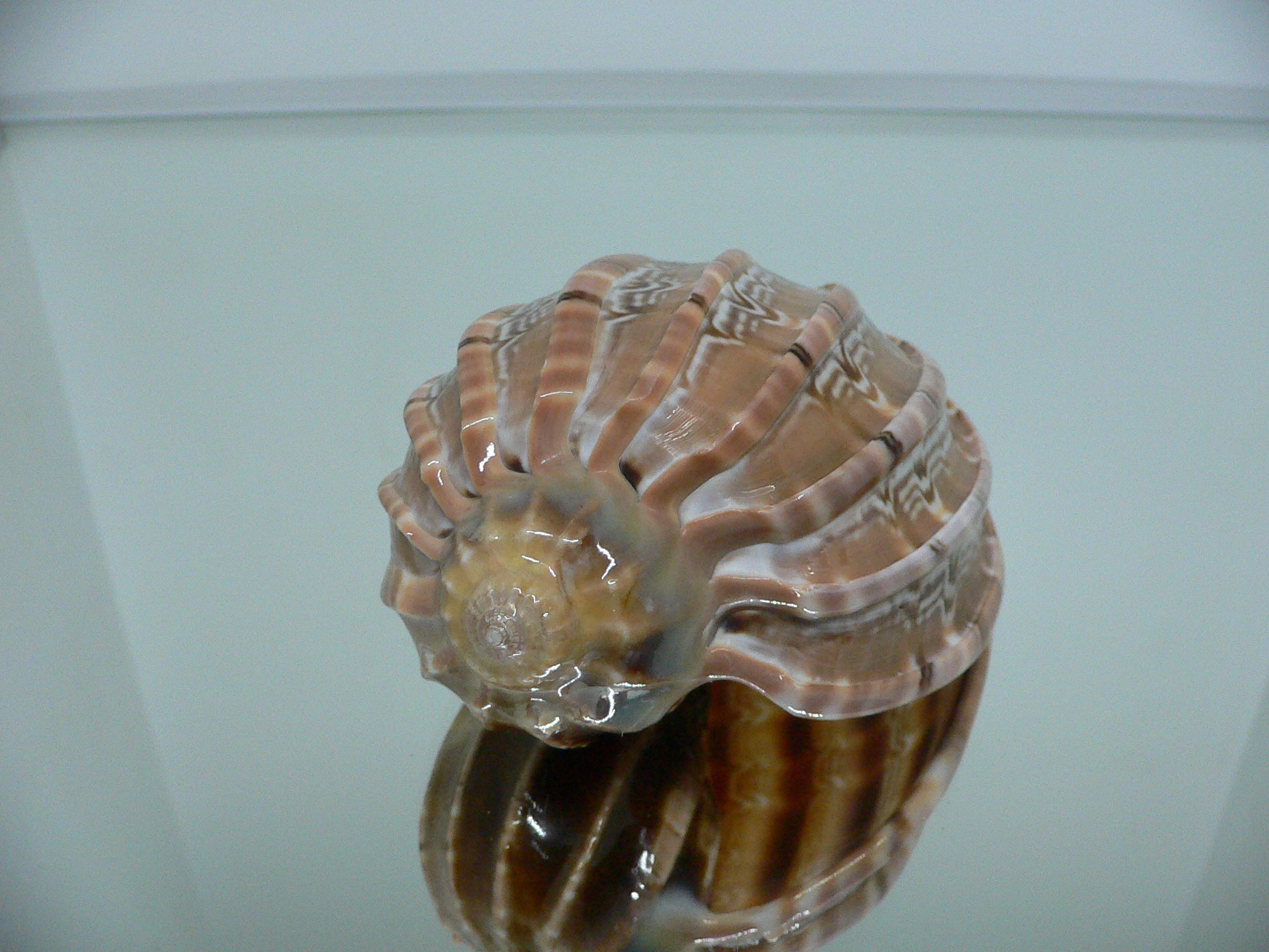 Harpa major BEAUTIFUL