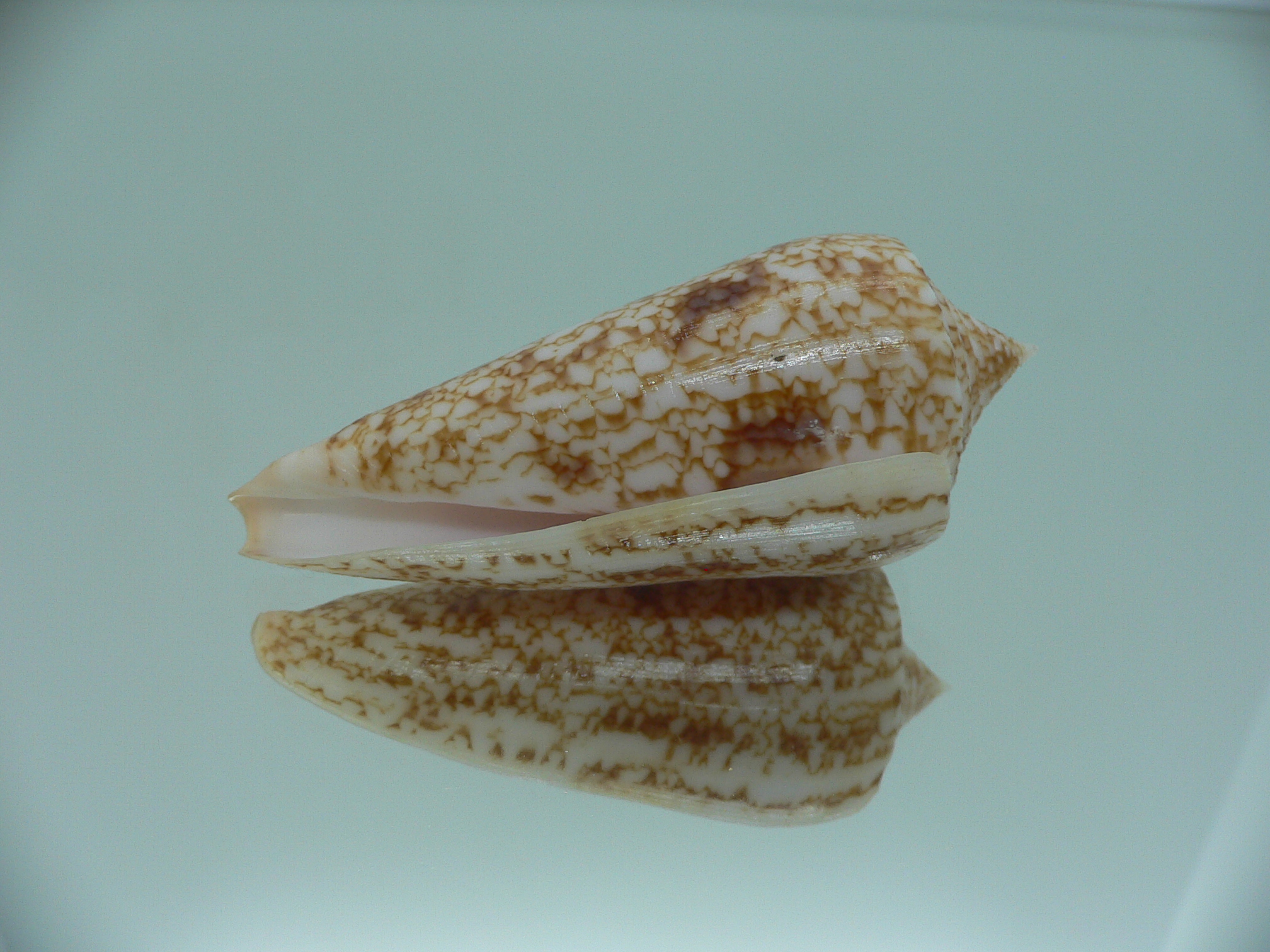 Conus neptunus neptunus ORNAMENT