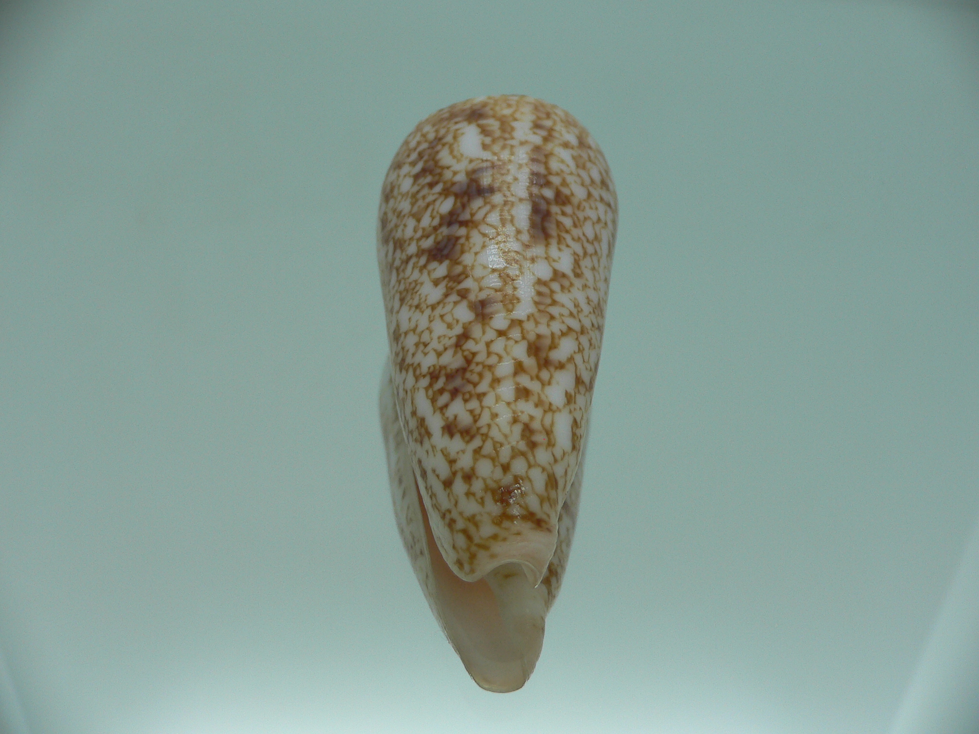 Conus neptunus neptunus ORNAMENT