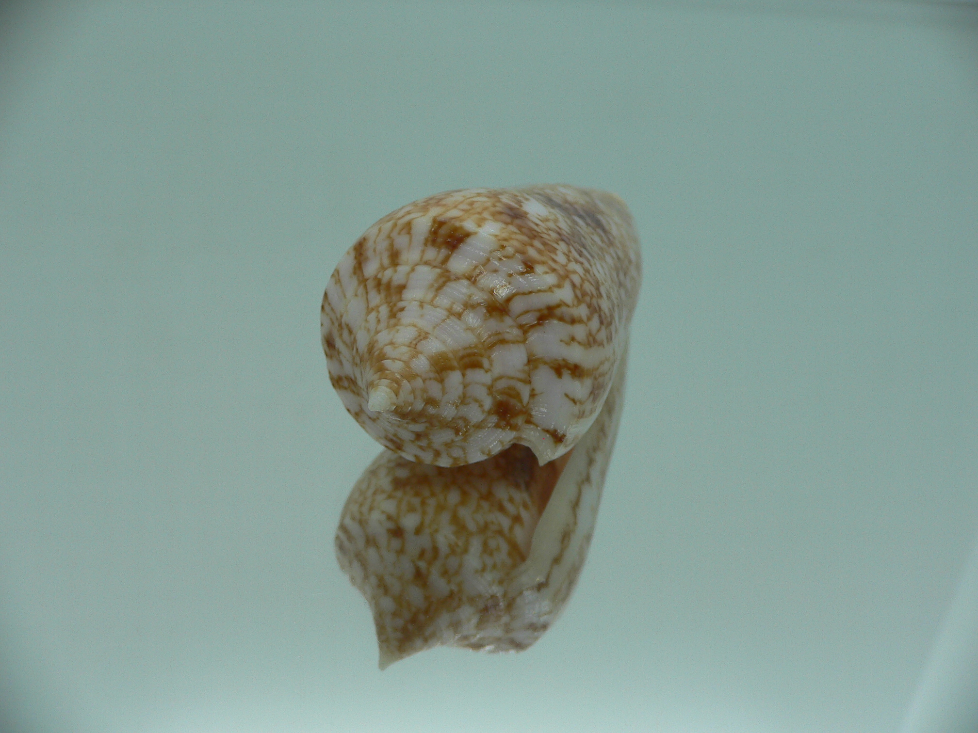 Conus neptunus neptunus ORNAMENT