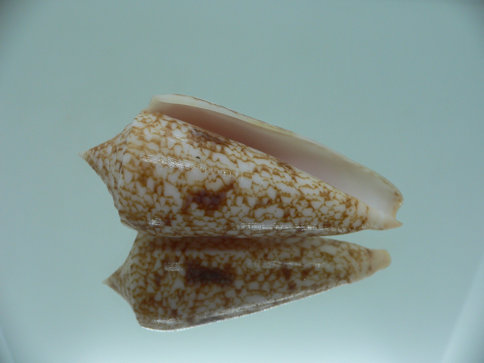 Conus neptunus neptunus ORNAMENT