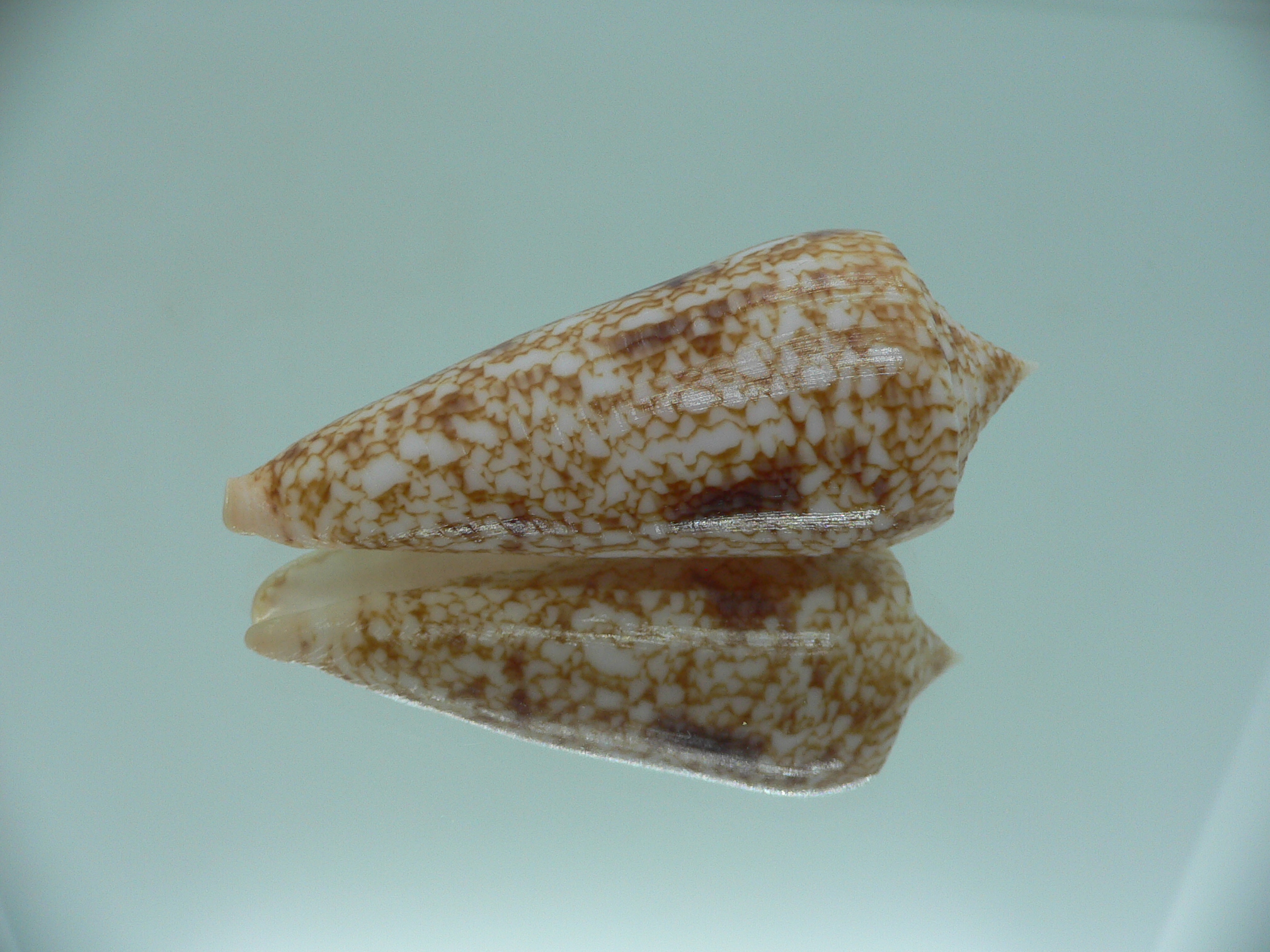 Conus neptunus neptunus ORNAMENT