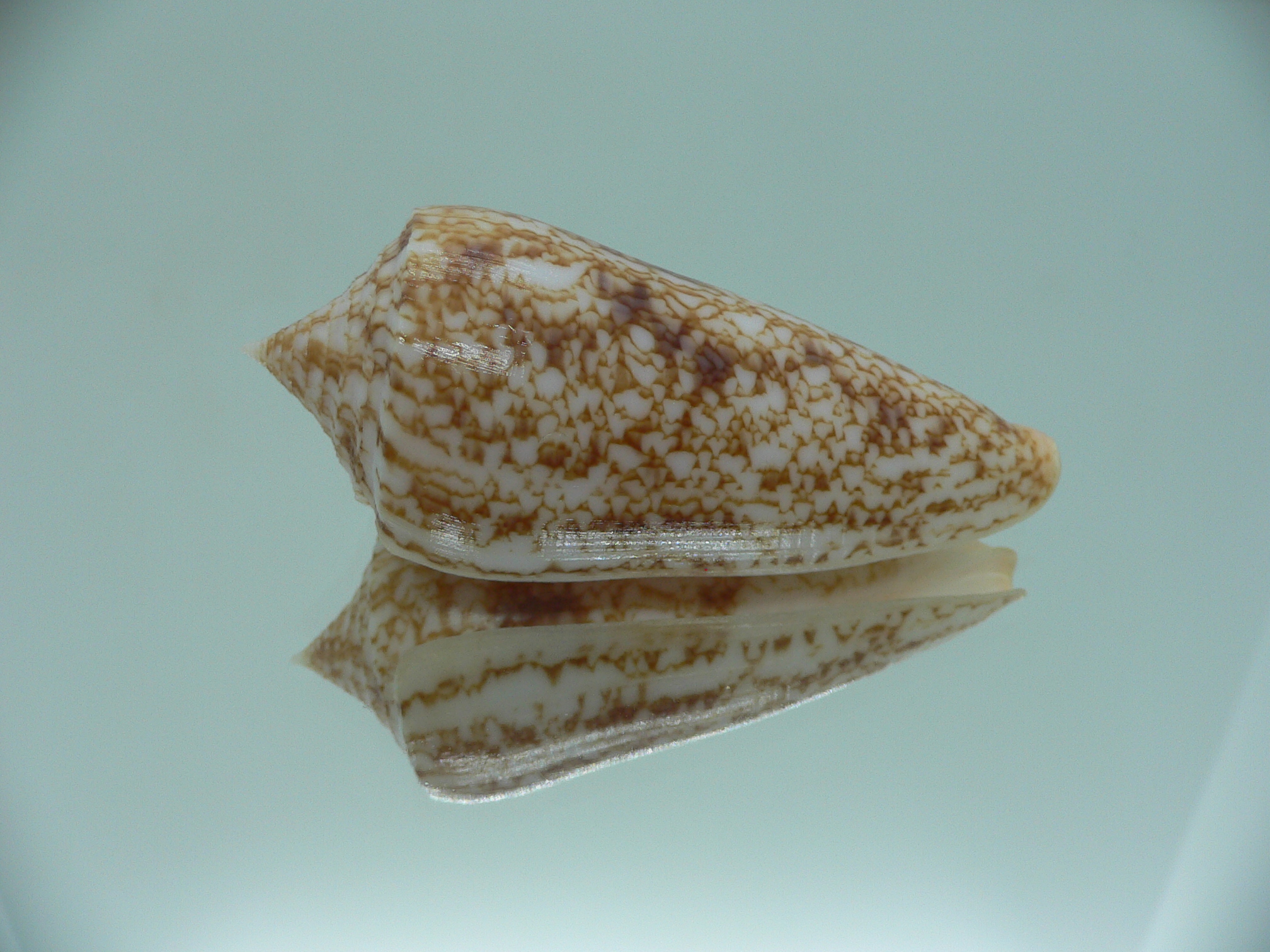 Conus neptunus neptunus ORNAMENT