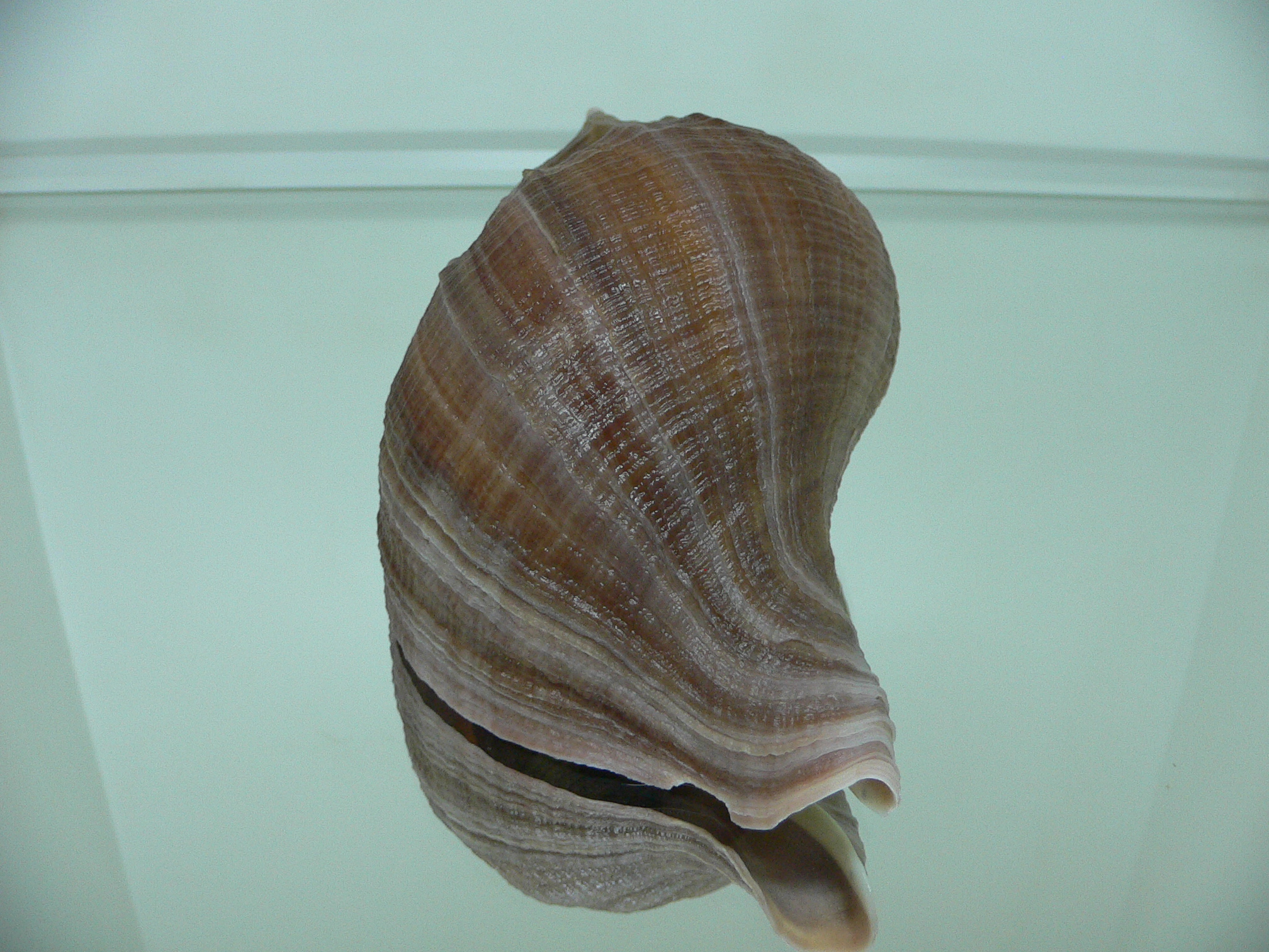 Neptunea eulimata ELONGATE FORM