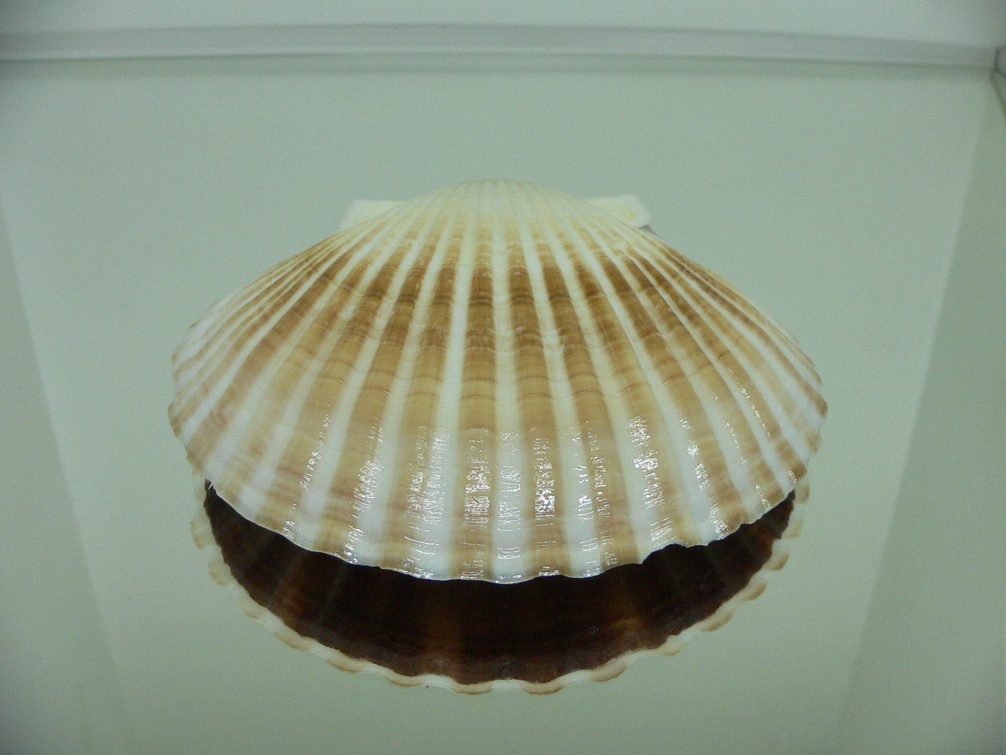 Patinopecten yessoensis COLOR