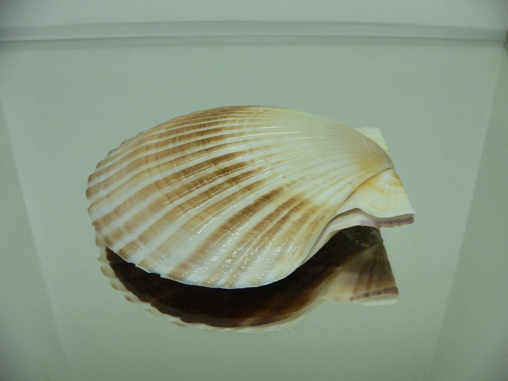 Patinopecten yessoensis COLOR