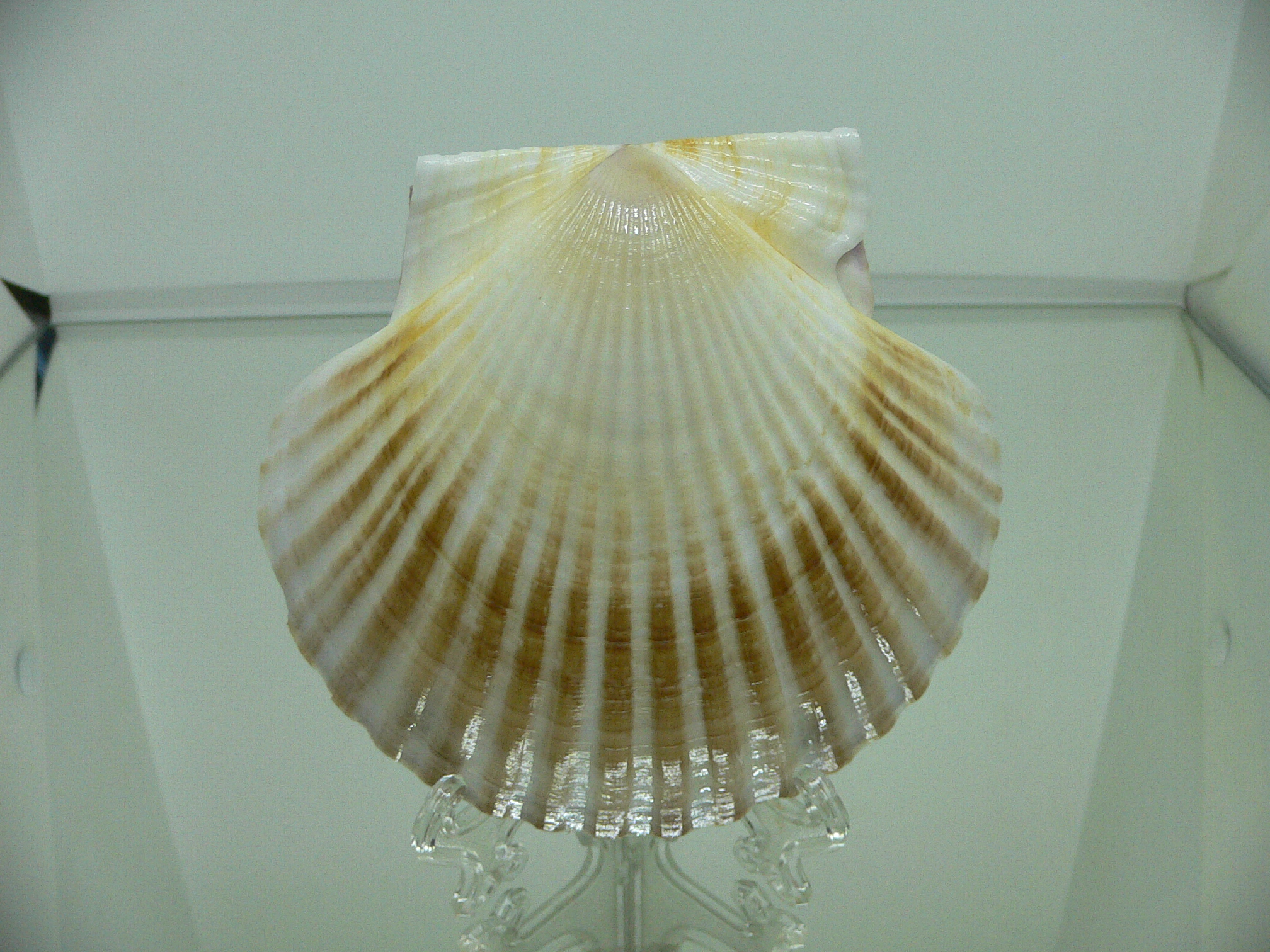 Patinopecten yessoensis COLOR
